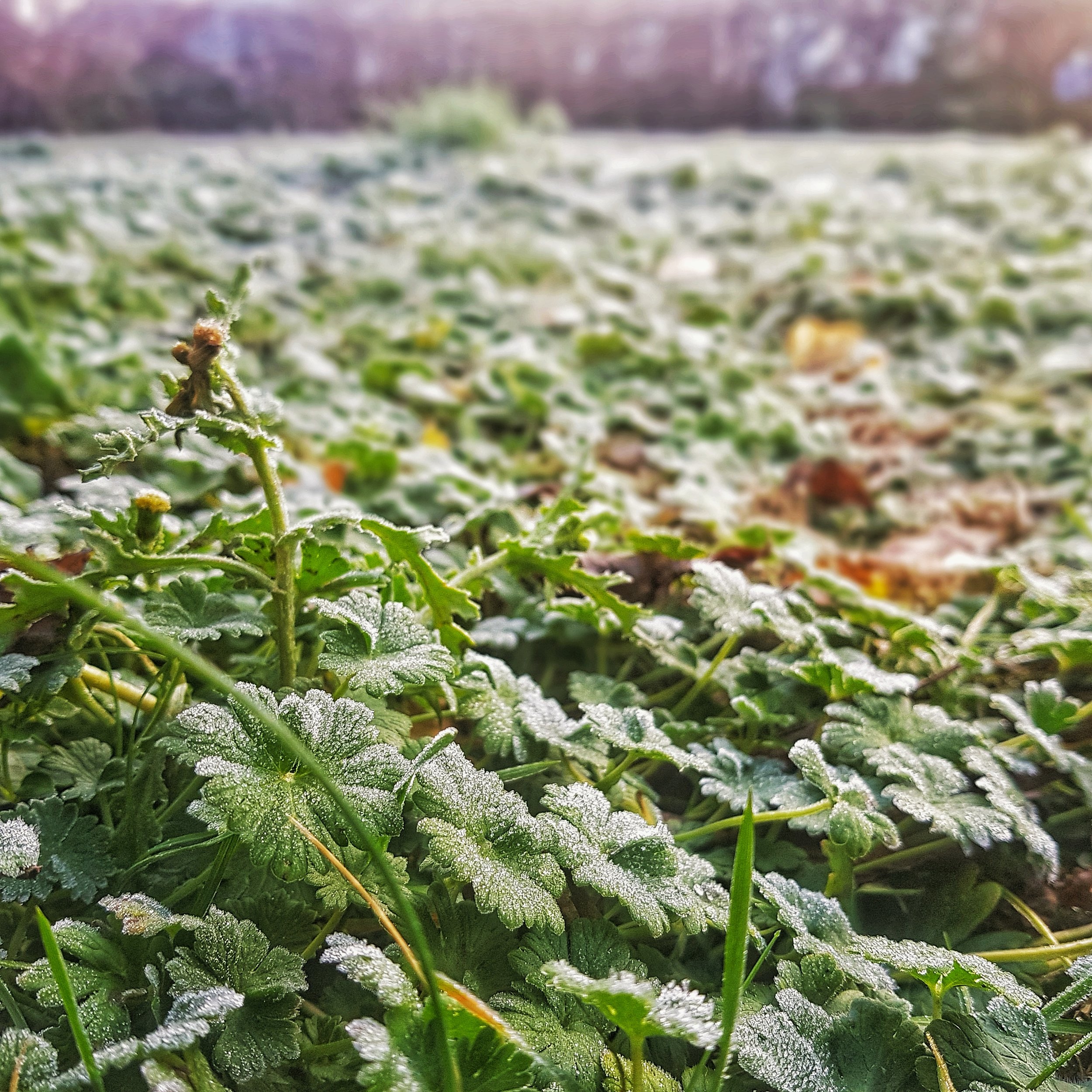 Day 11 - January 11: Morning Frost