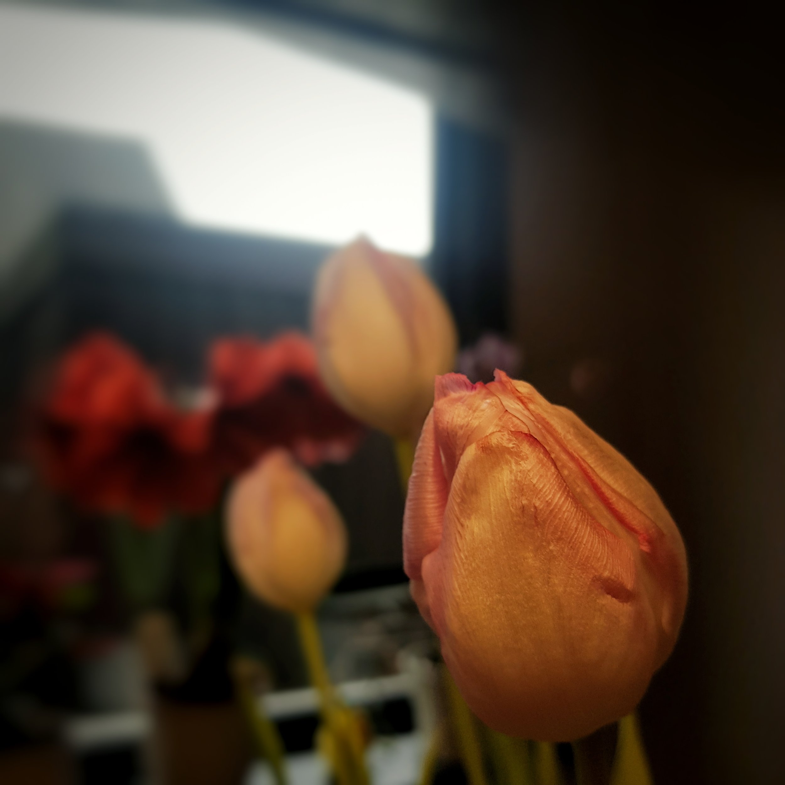 Day 17 - January 17: Tulips &amp; Amaryllis