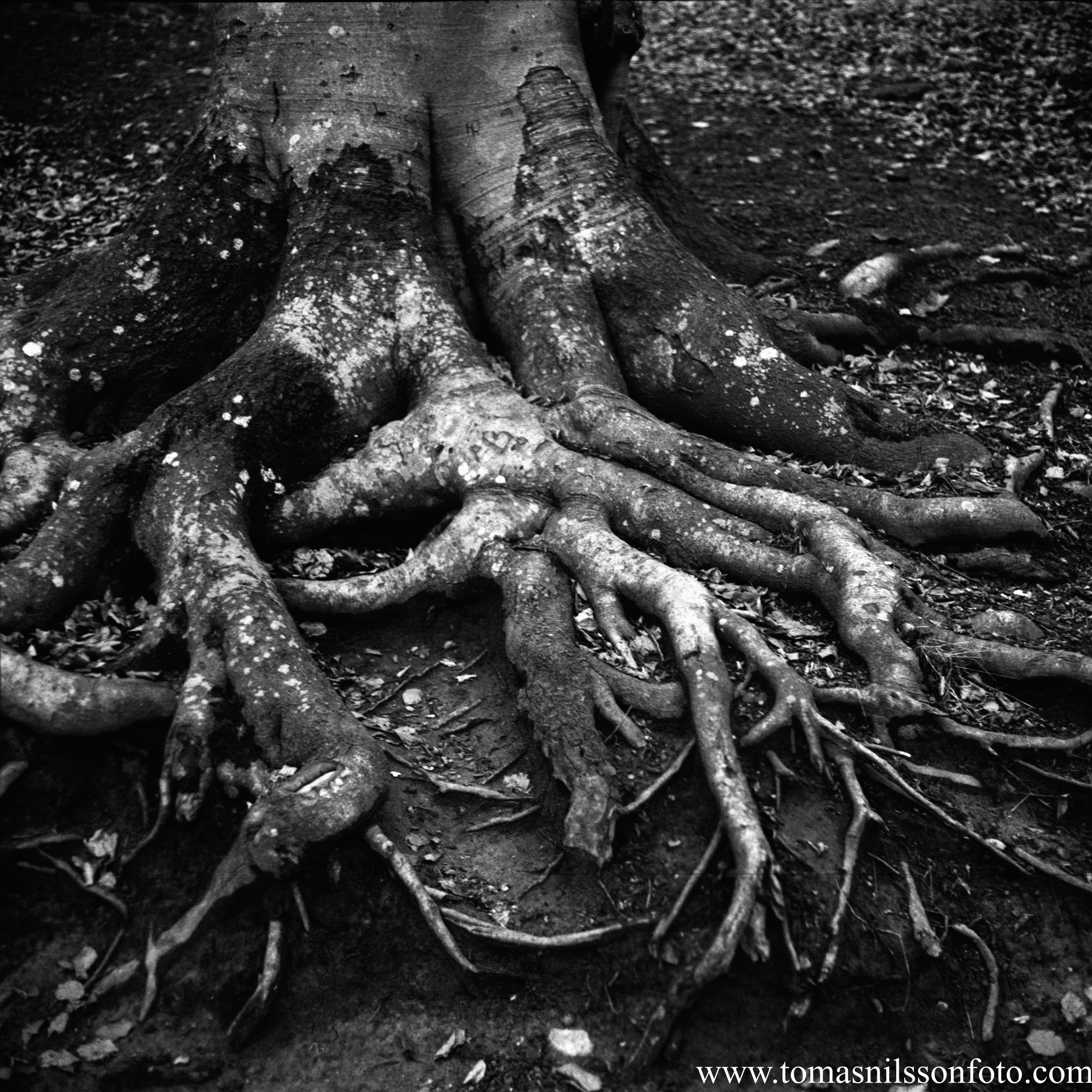 Day 22 - January 22: Roots