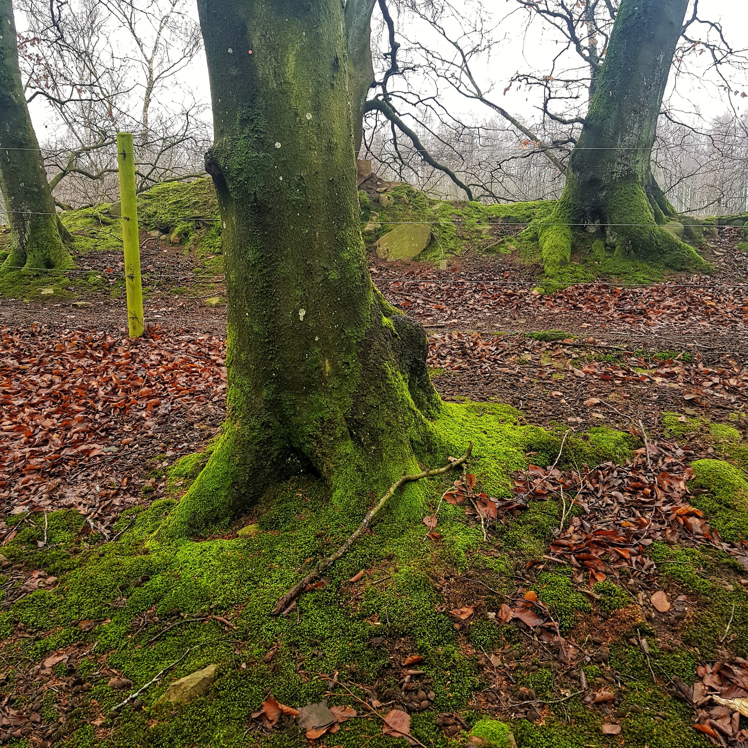 Day 36 - February 5: Mossy Trees