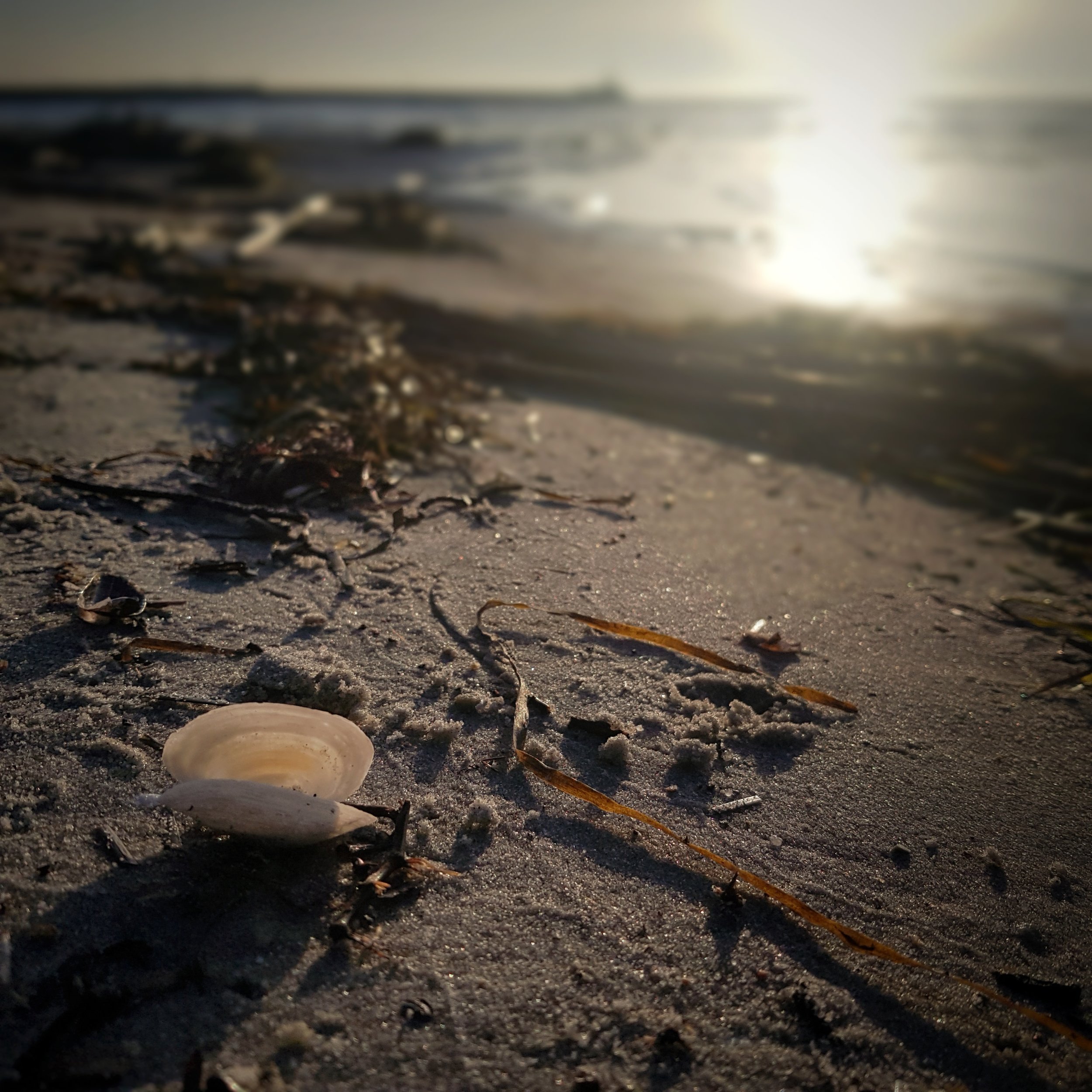 Day 46 - February 15: Seashell by the seashore