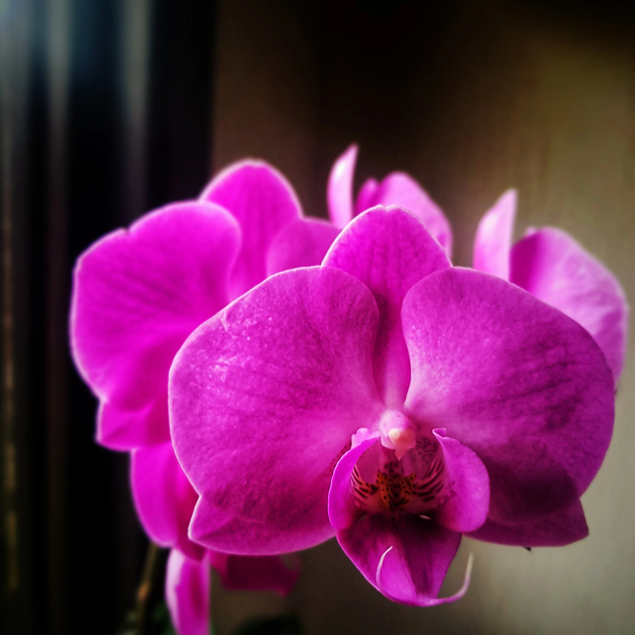 Day 45 - February 14: A flower on Valentine's Day