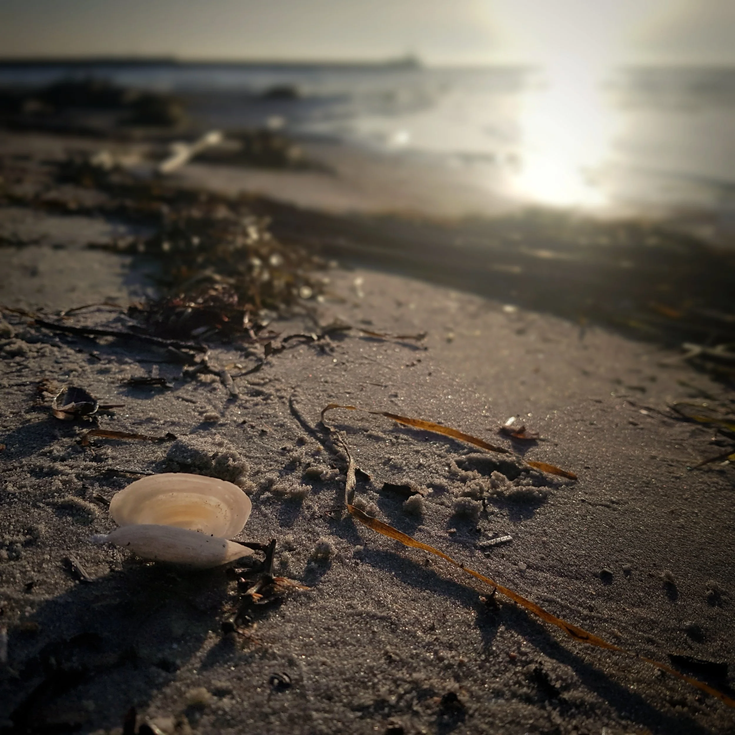 The 365 Project 2019: Day 46 - Seashell by the seashore