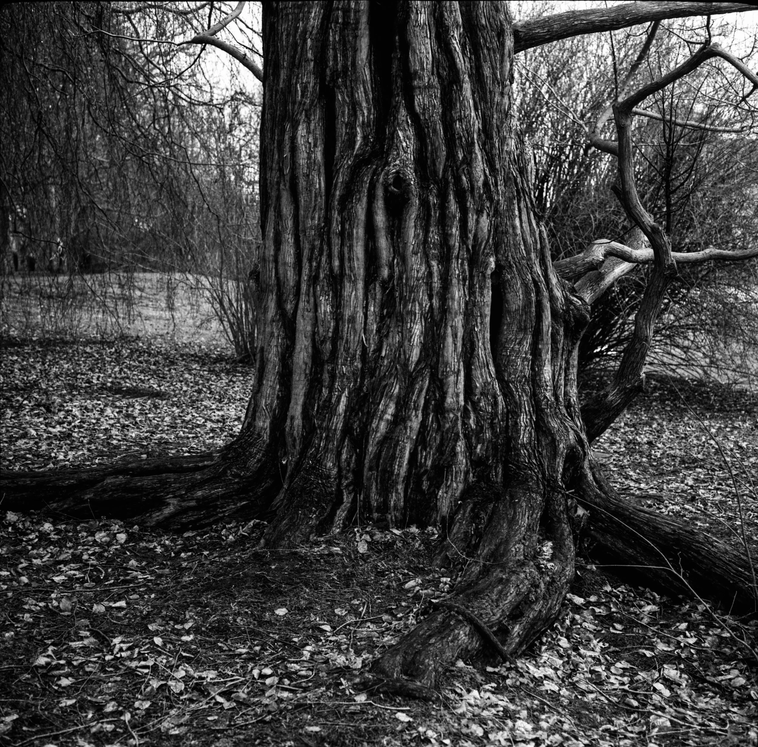 Day 33 - February 2: Solid Trunk
