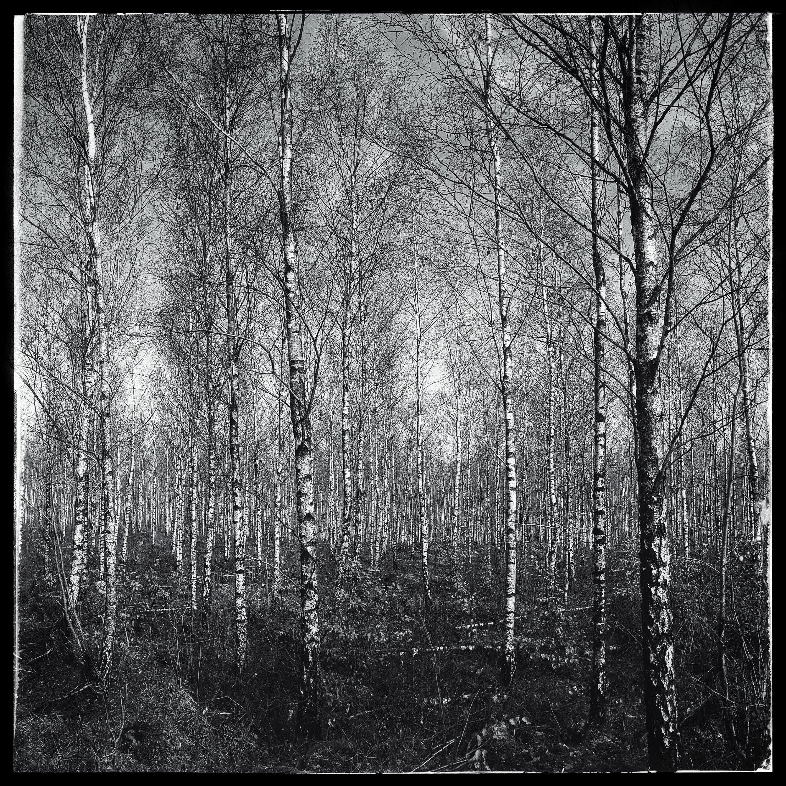 Day 63 - March 4: Birch Tree Bonanza