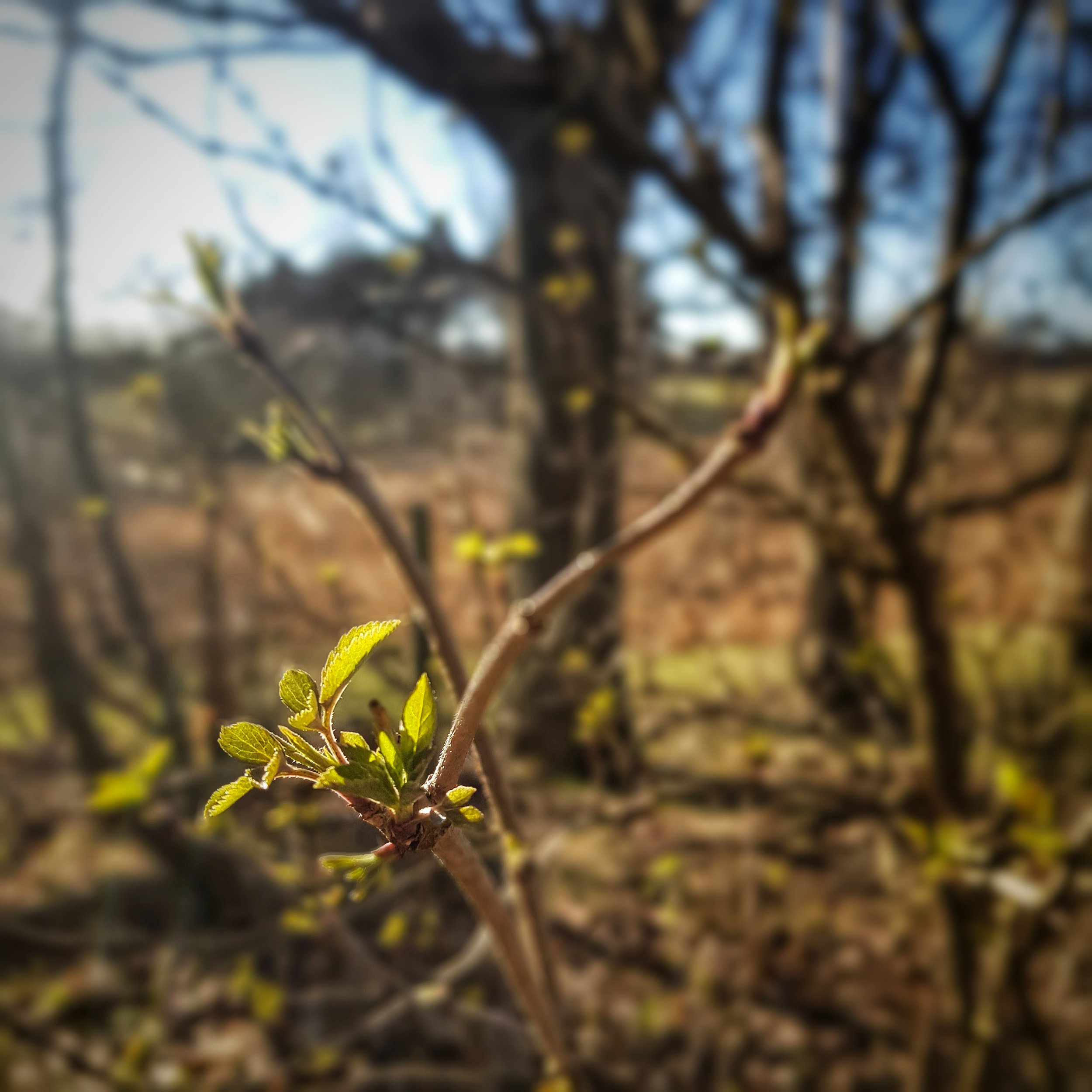 Day 70 - March 11: Spring really is on its way!