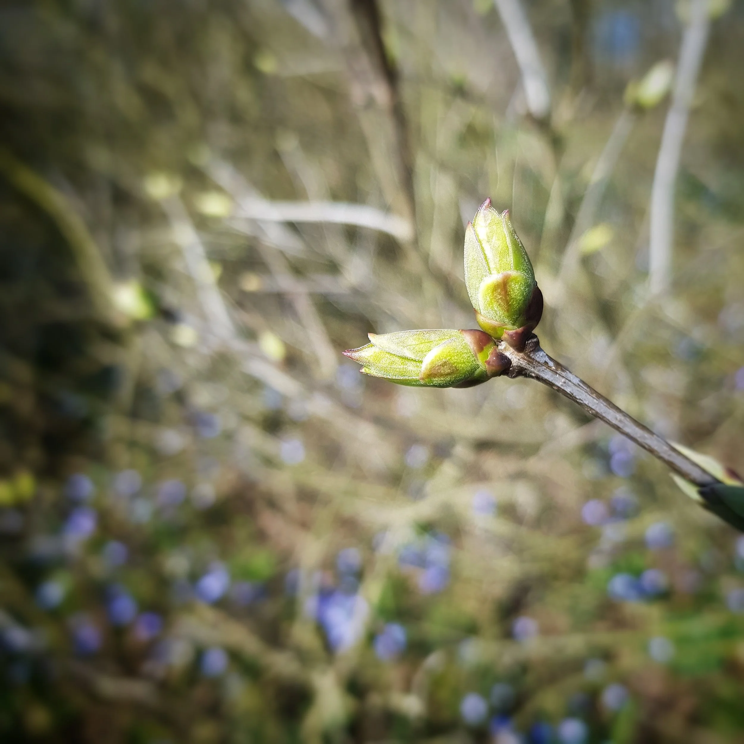Day 93 - April 3: Leaves are appearing
