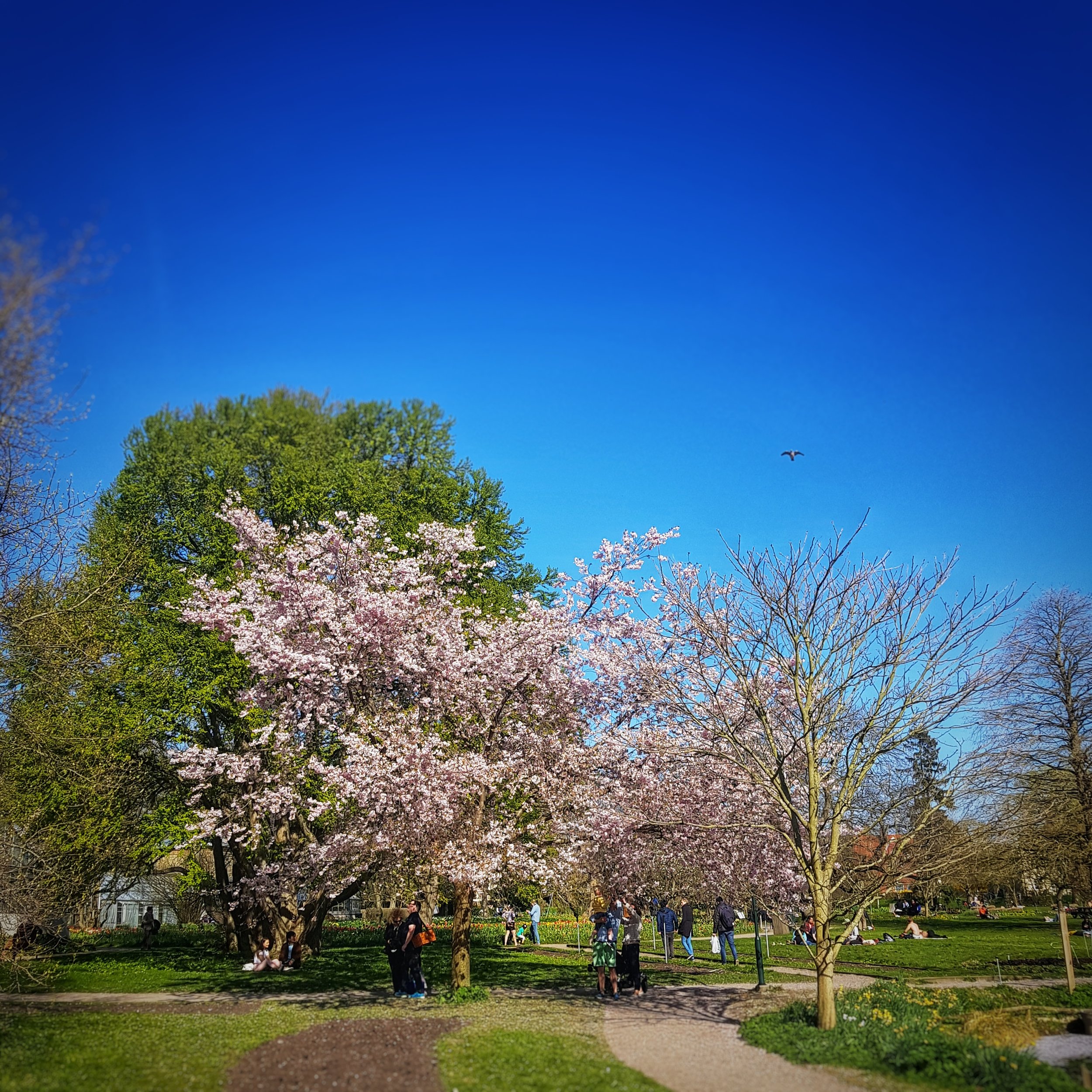 Day 111 - April 21: Under the cherry trees