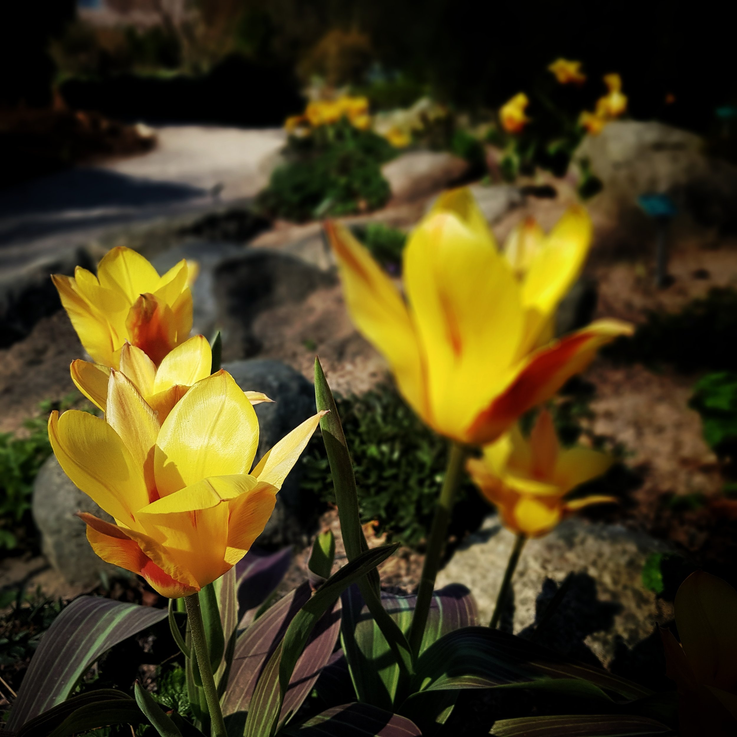 Day 114 - April 24: Yellow Petals