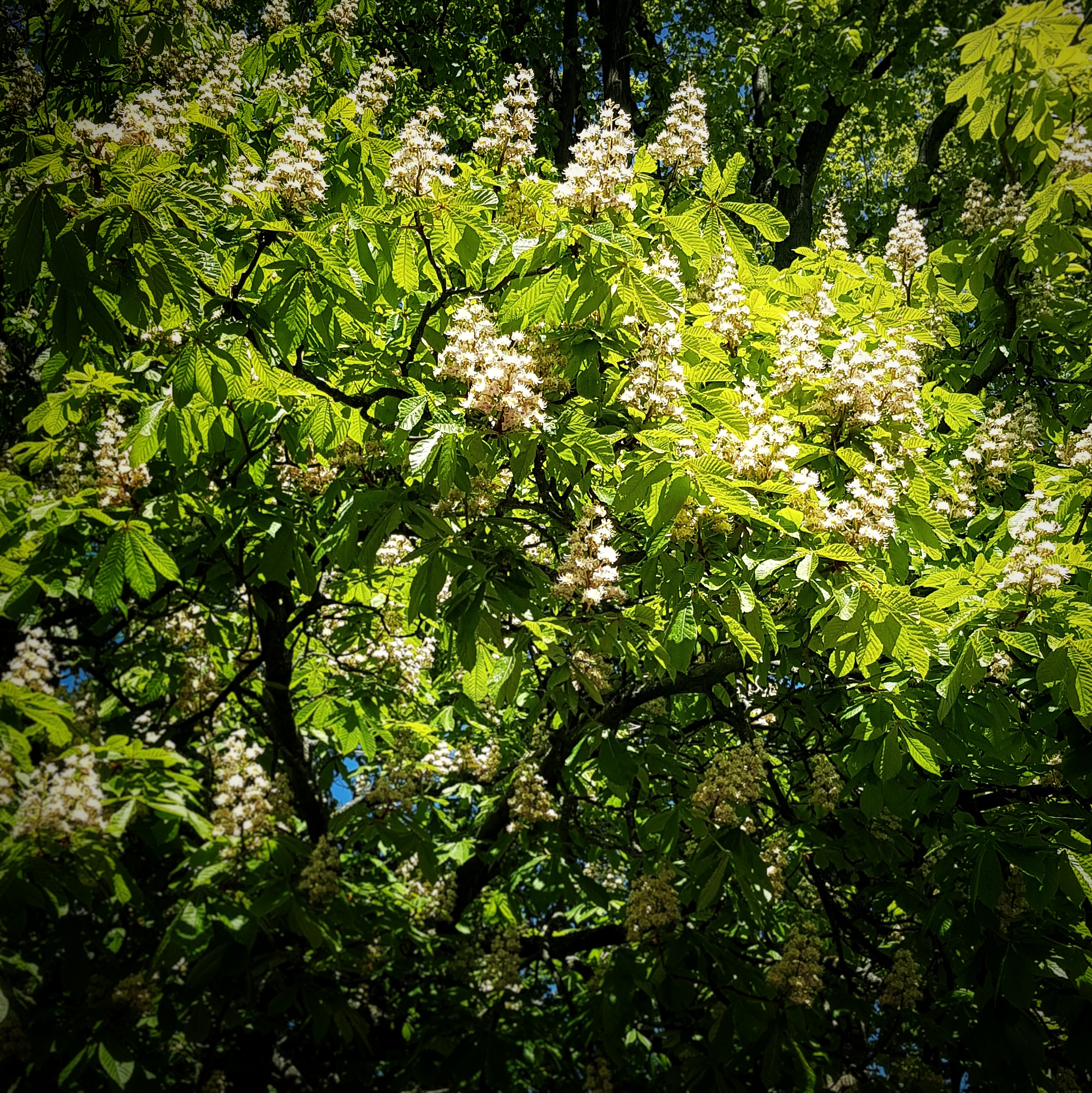 Day 131 - May 11: Chestnut in bloom