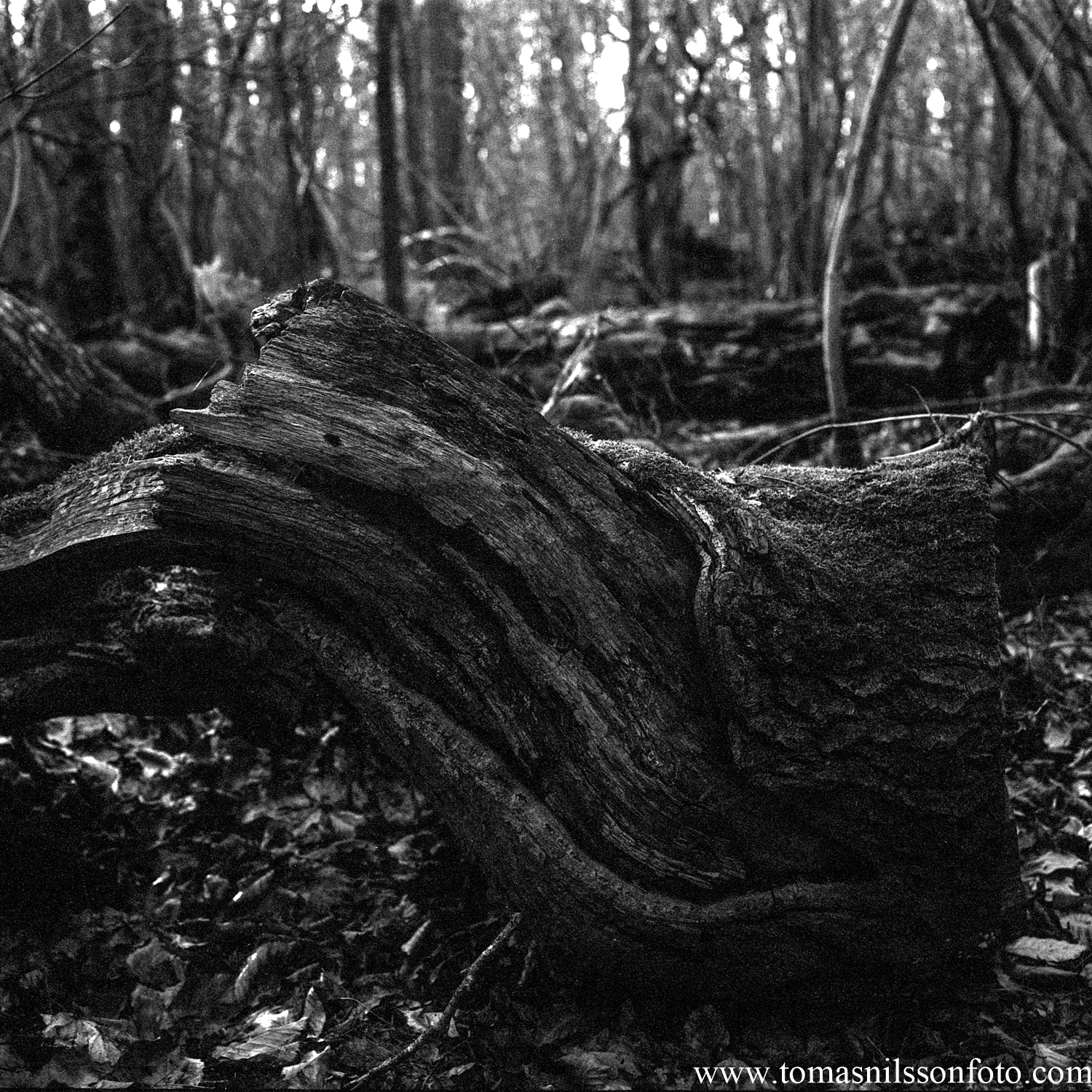 Day 126 - May 6: In the woods again