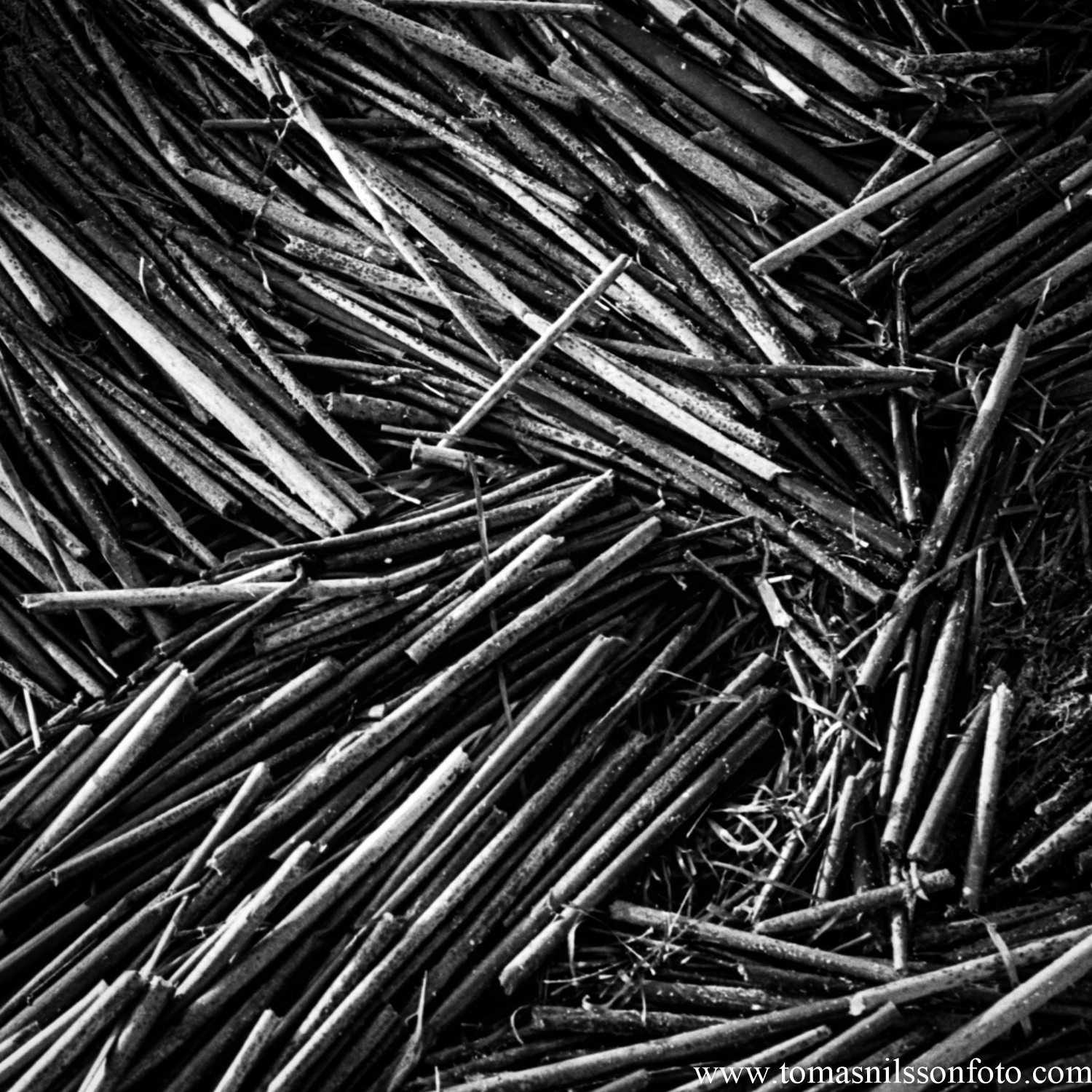 Day 141 - May 21: Reeds