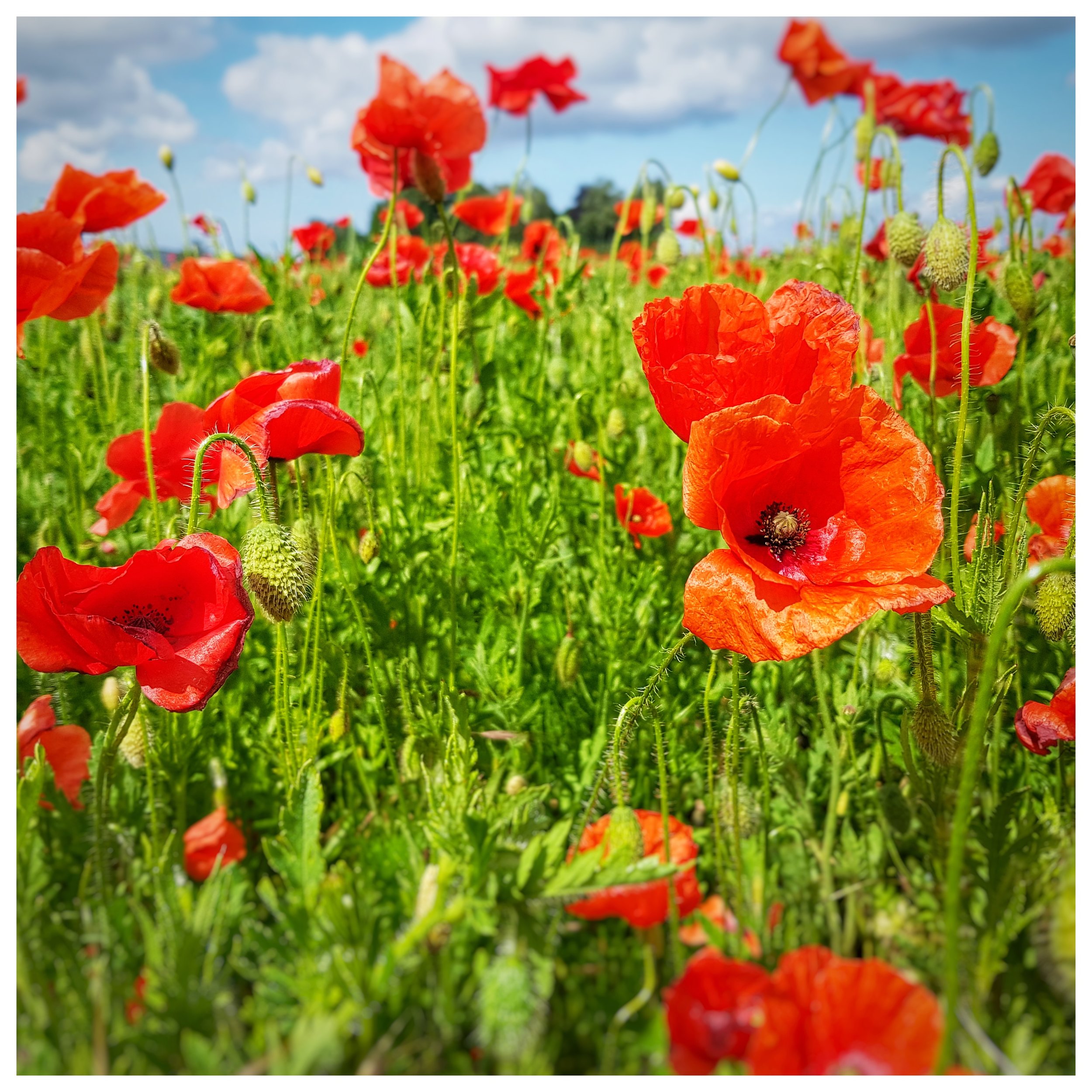 Day 163 - June 12: Poppies