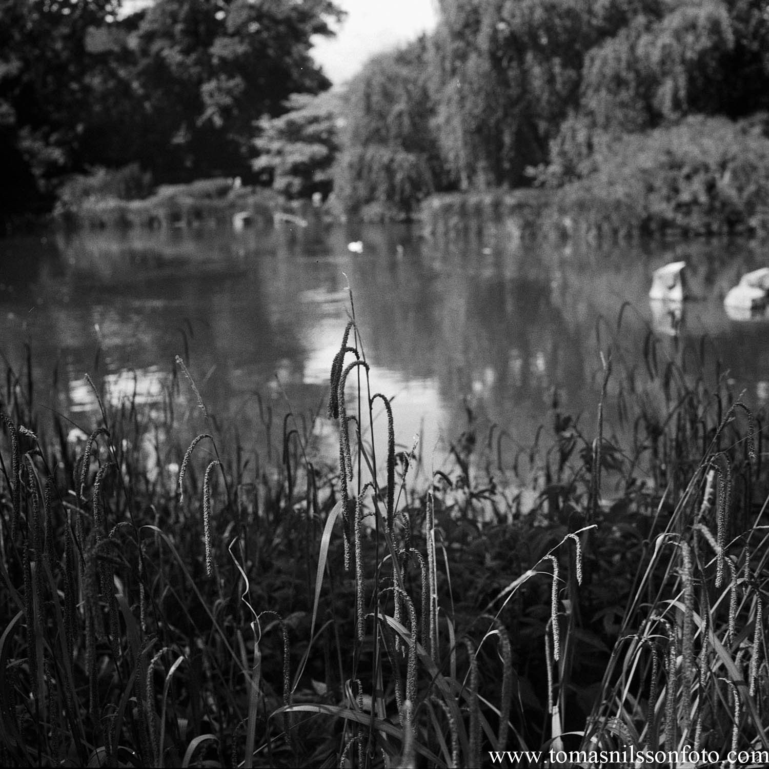 Day 195 - July 14: At the pond
