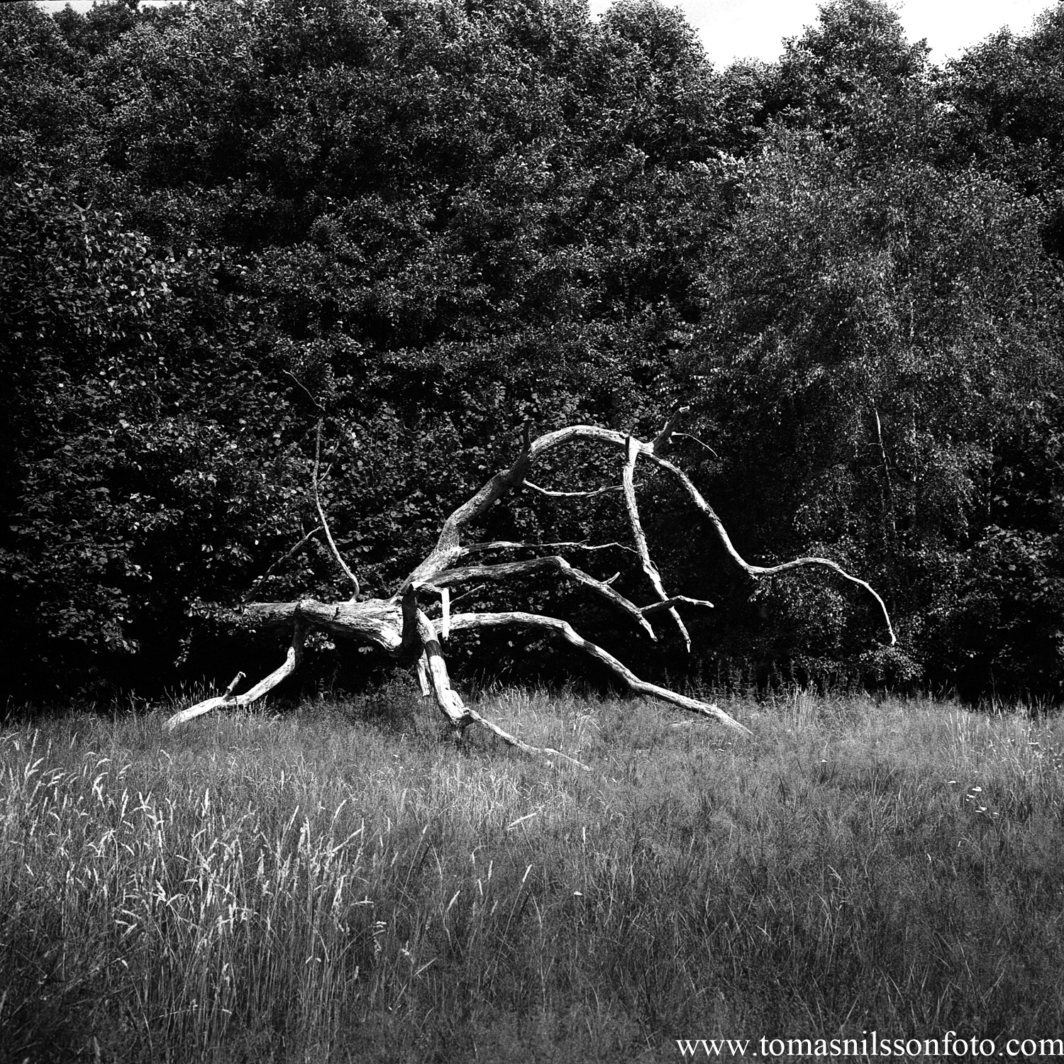 Day 220 - August 8: White Branches