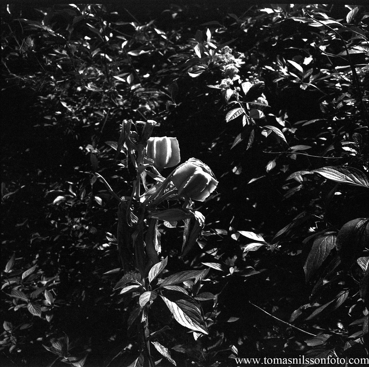 Day 261 - September 18: Backlit Flowers