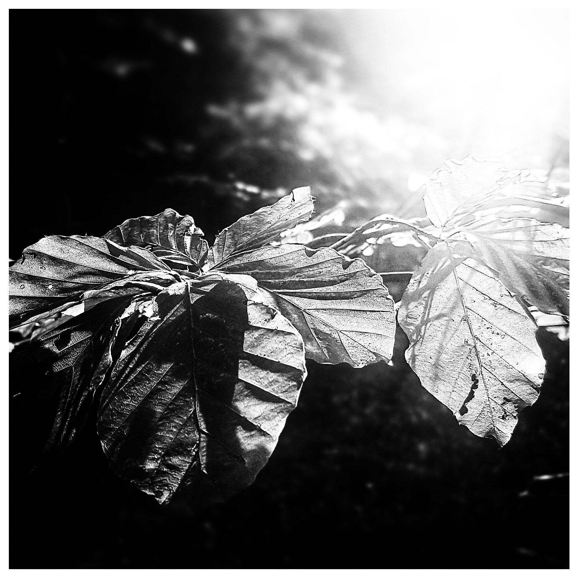 Day 267 - September 24: Leaves in the sun