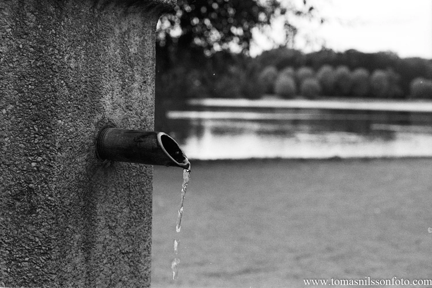 Photographic rut
