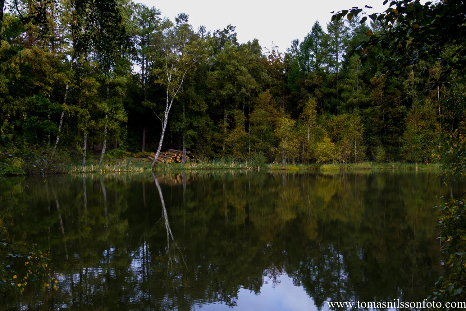 Walk in the woods
