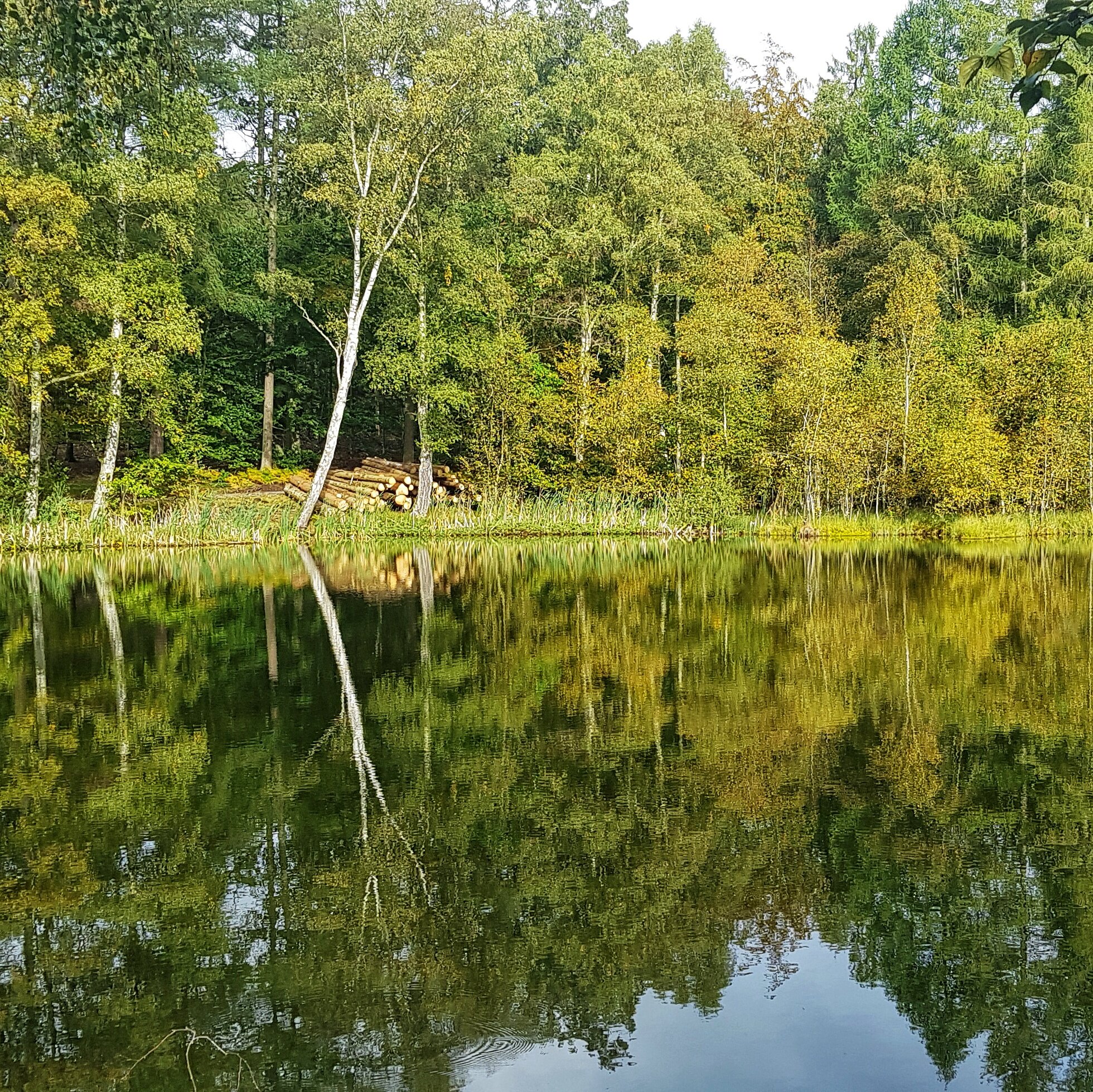 Day 272 - September 29: Reflections at the pond