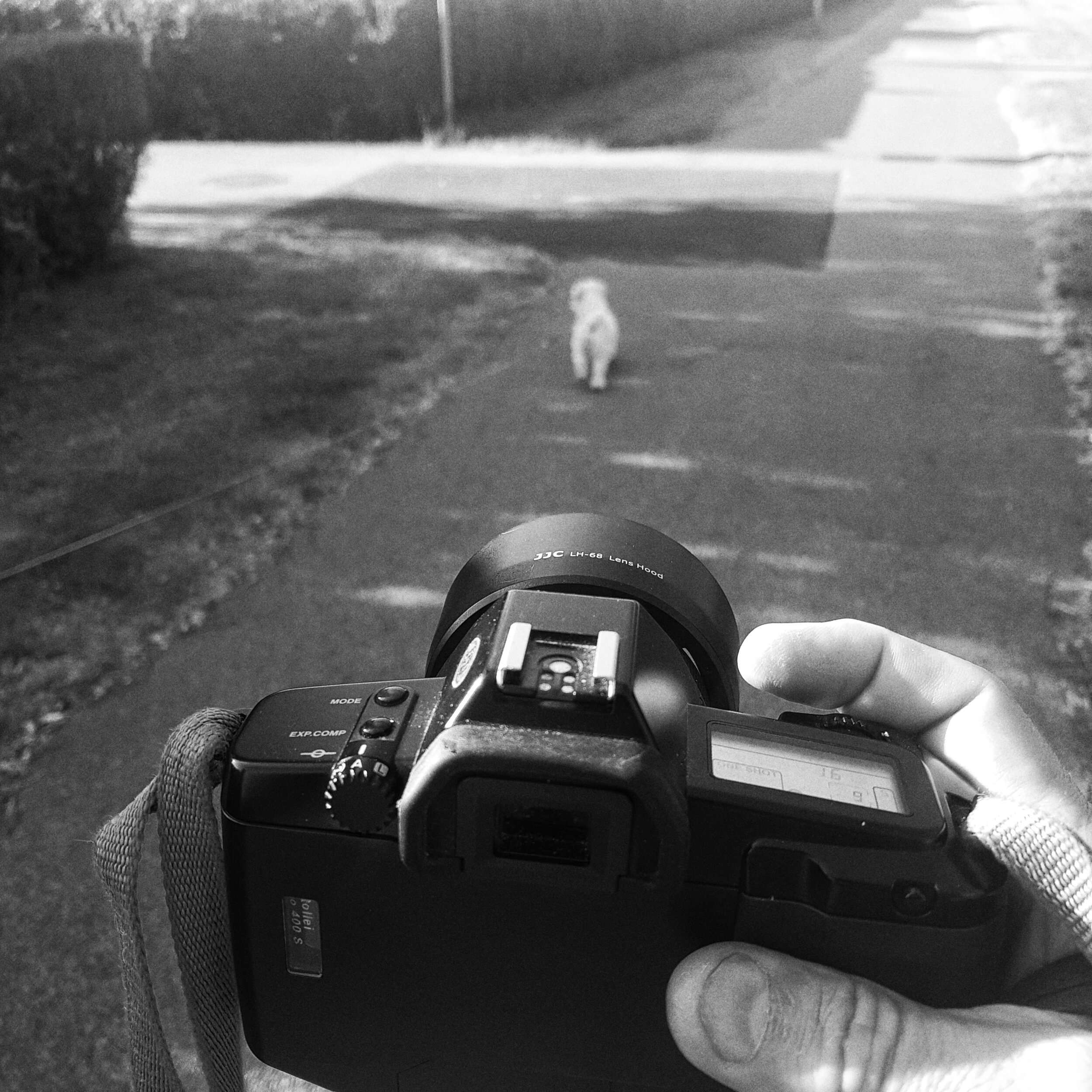 Day 274 -October 1: Chasing a four legged photo subject