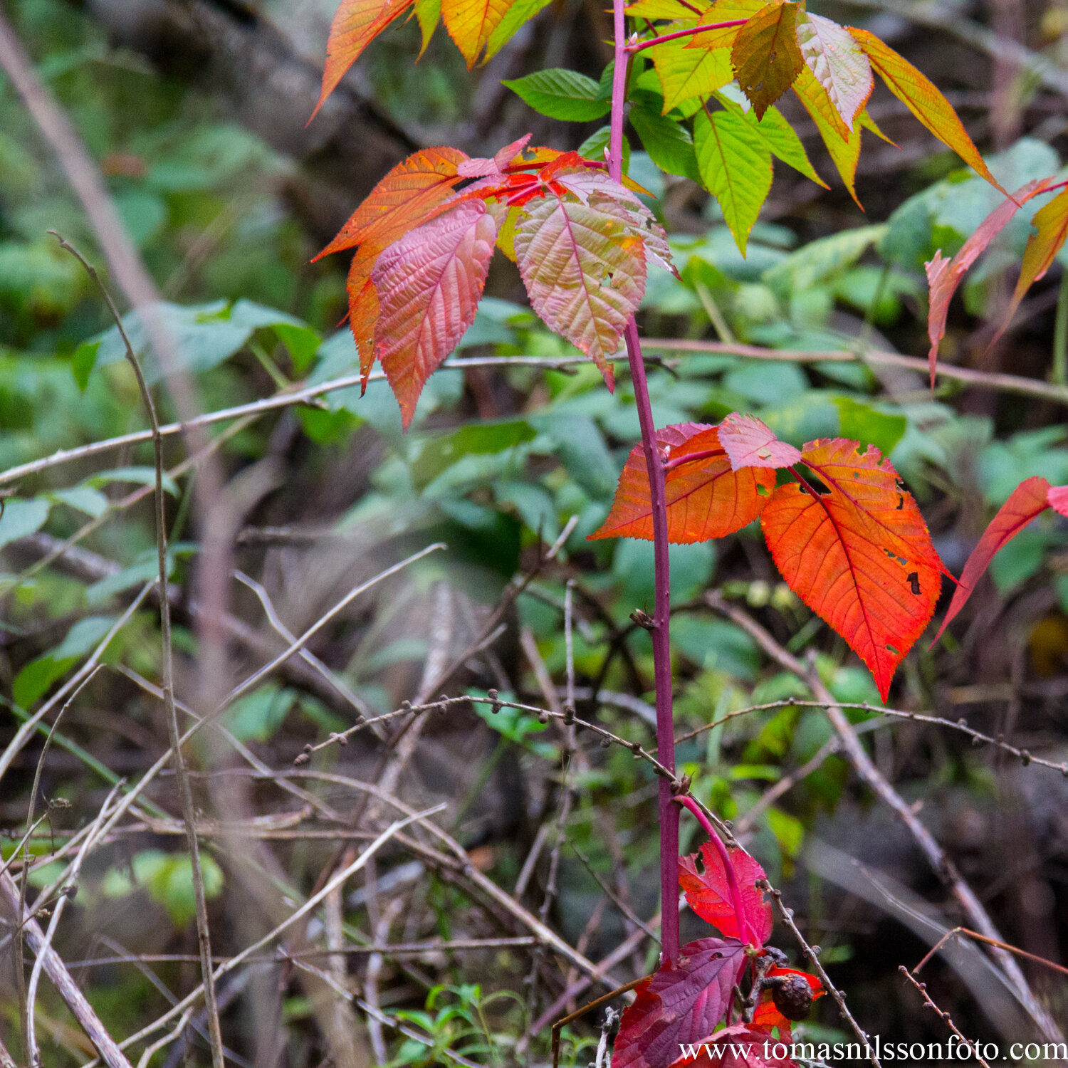 Day 281 - October 8: Leaves