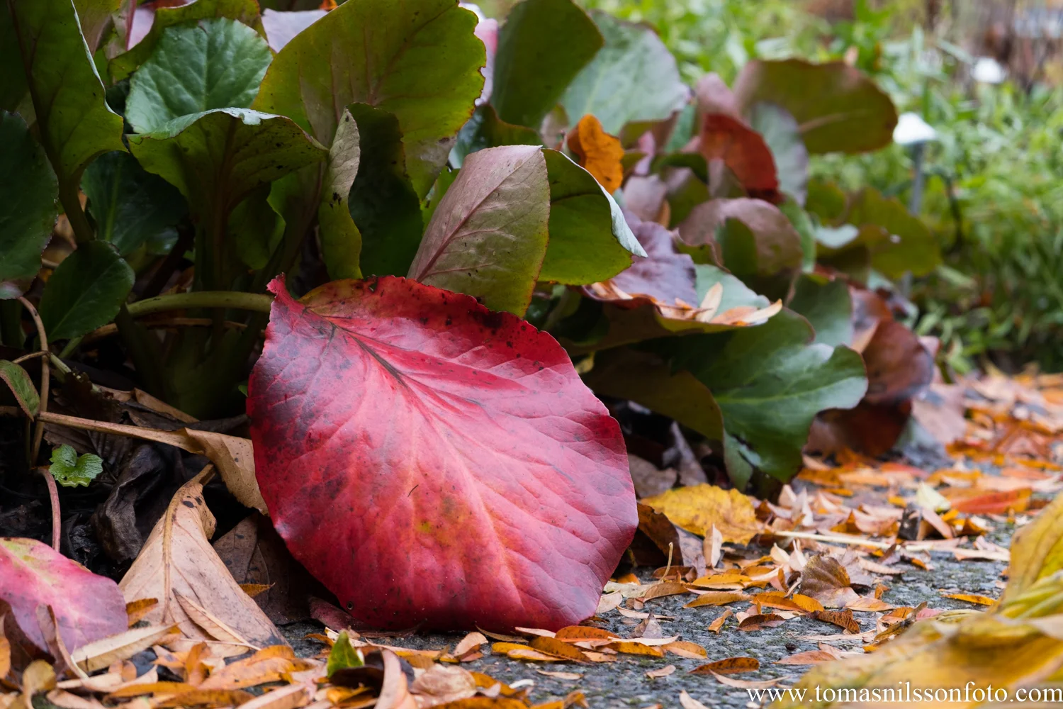 Fall colors are here again