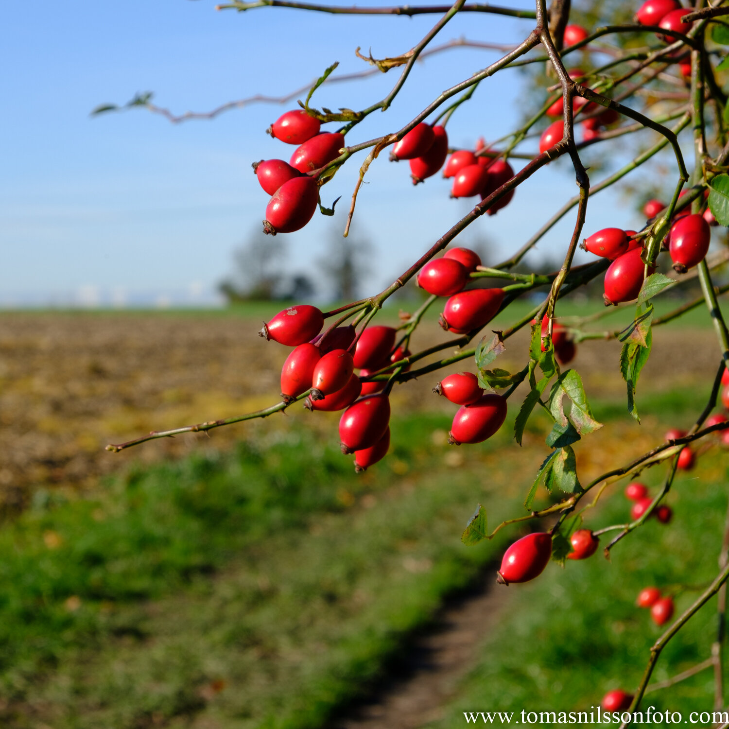 Day 306 - November 2: Red Berries