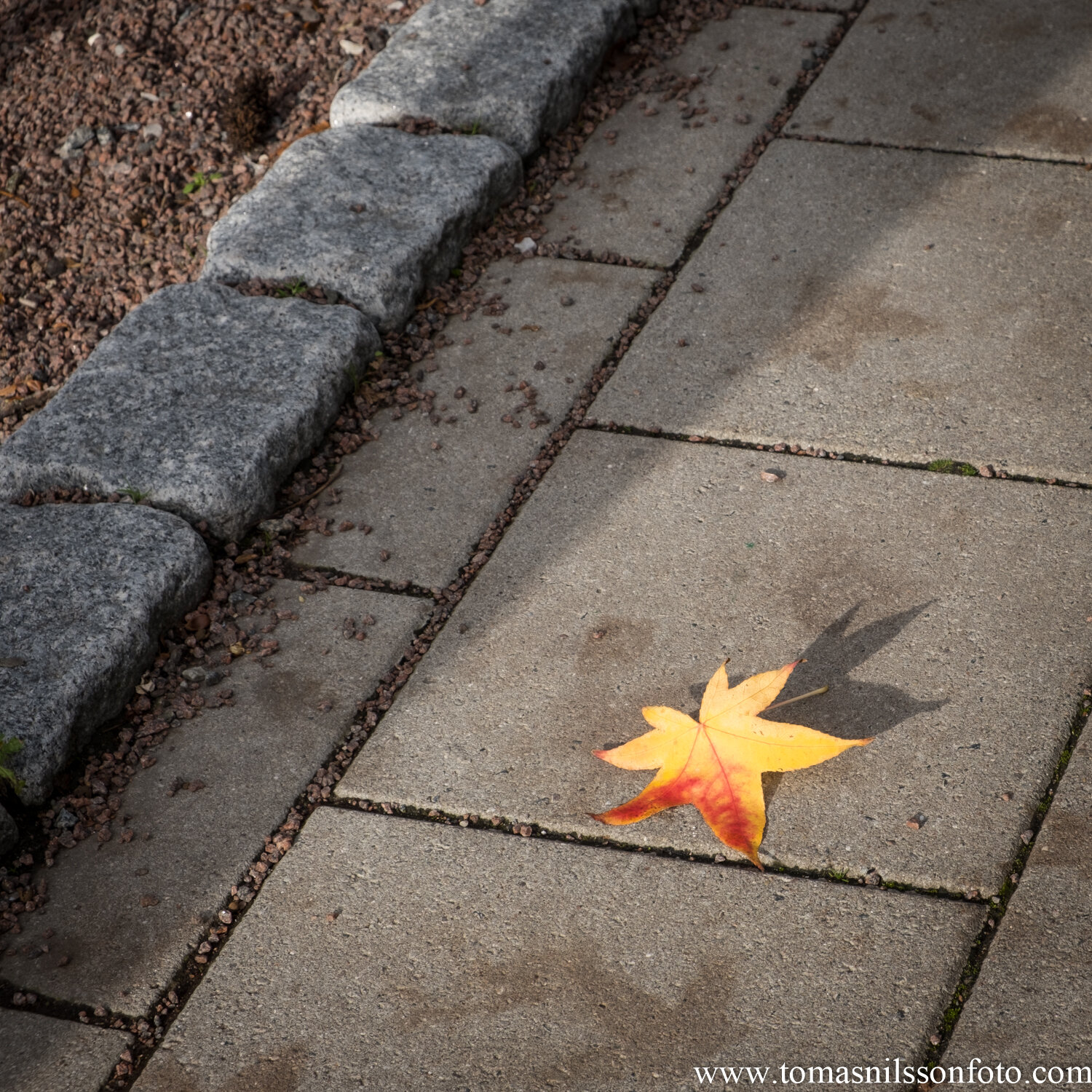 Day 308 - November 4: Maple Leaf