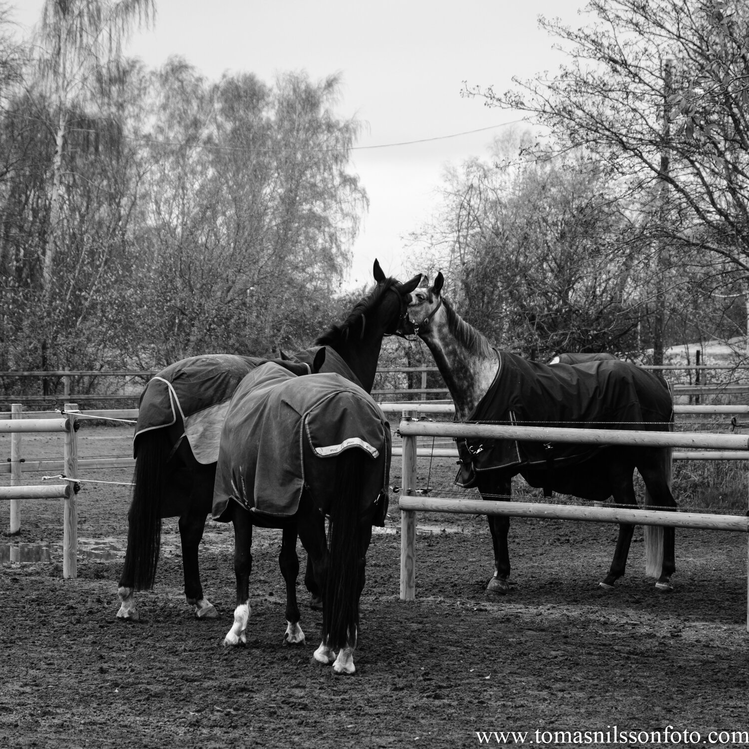 Day 319 - November 15: Just horsing around