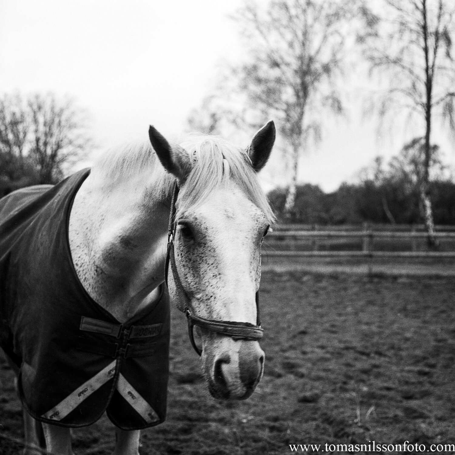 Day 325 - November 21: Horse Portrait 