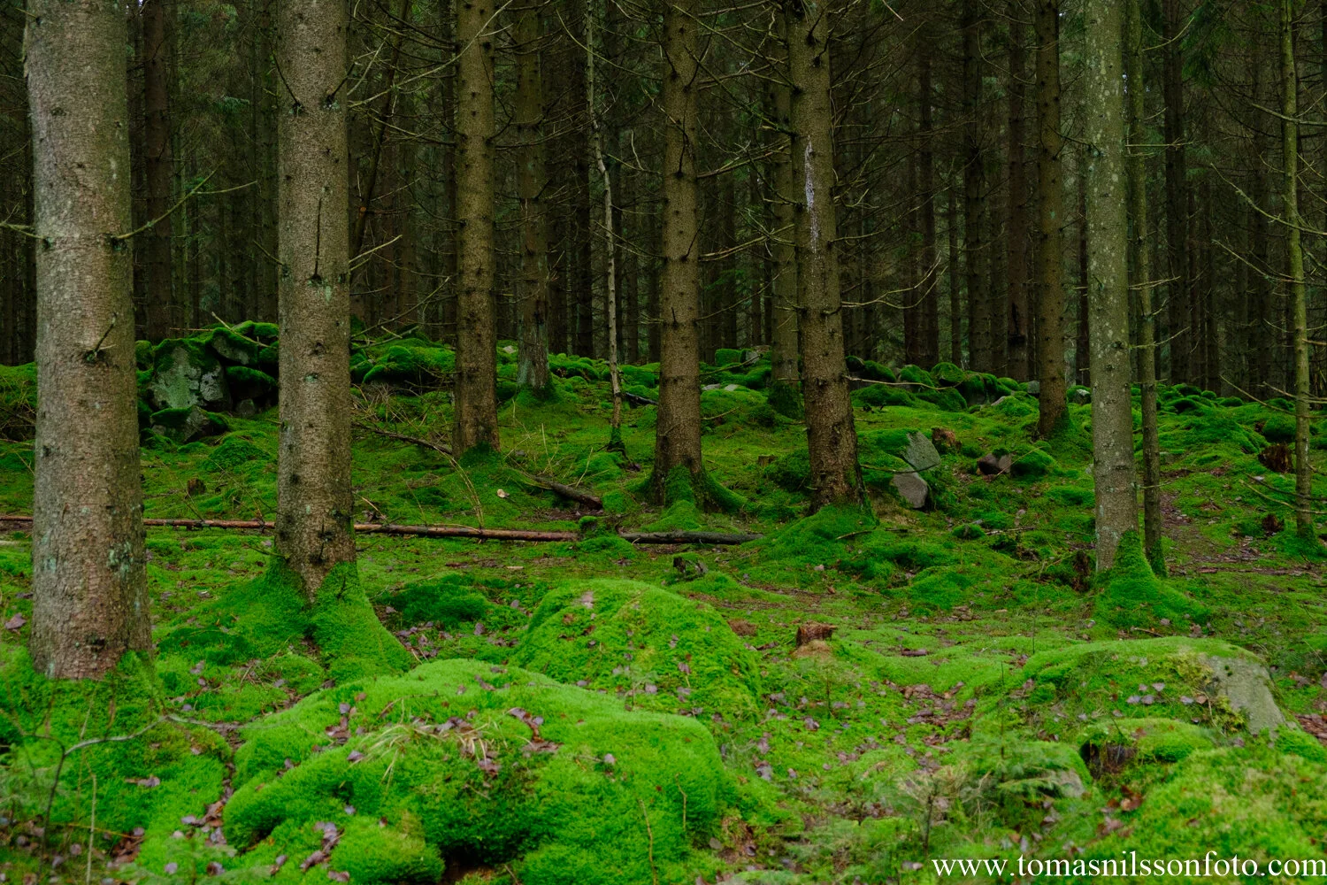Wet, wet, wet in the woods