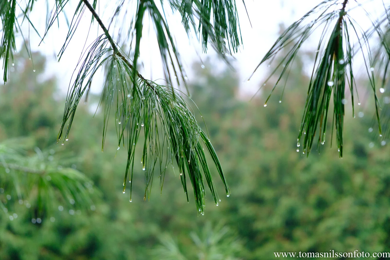Wet and green...again!