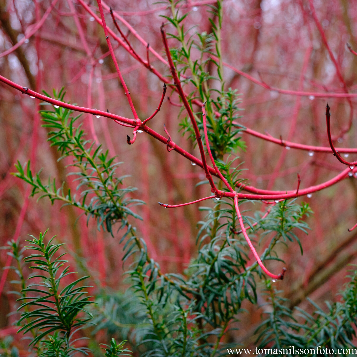 Day 15 - January 15: Red & Green