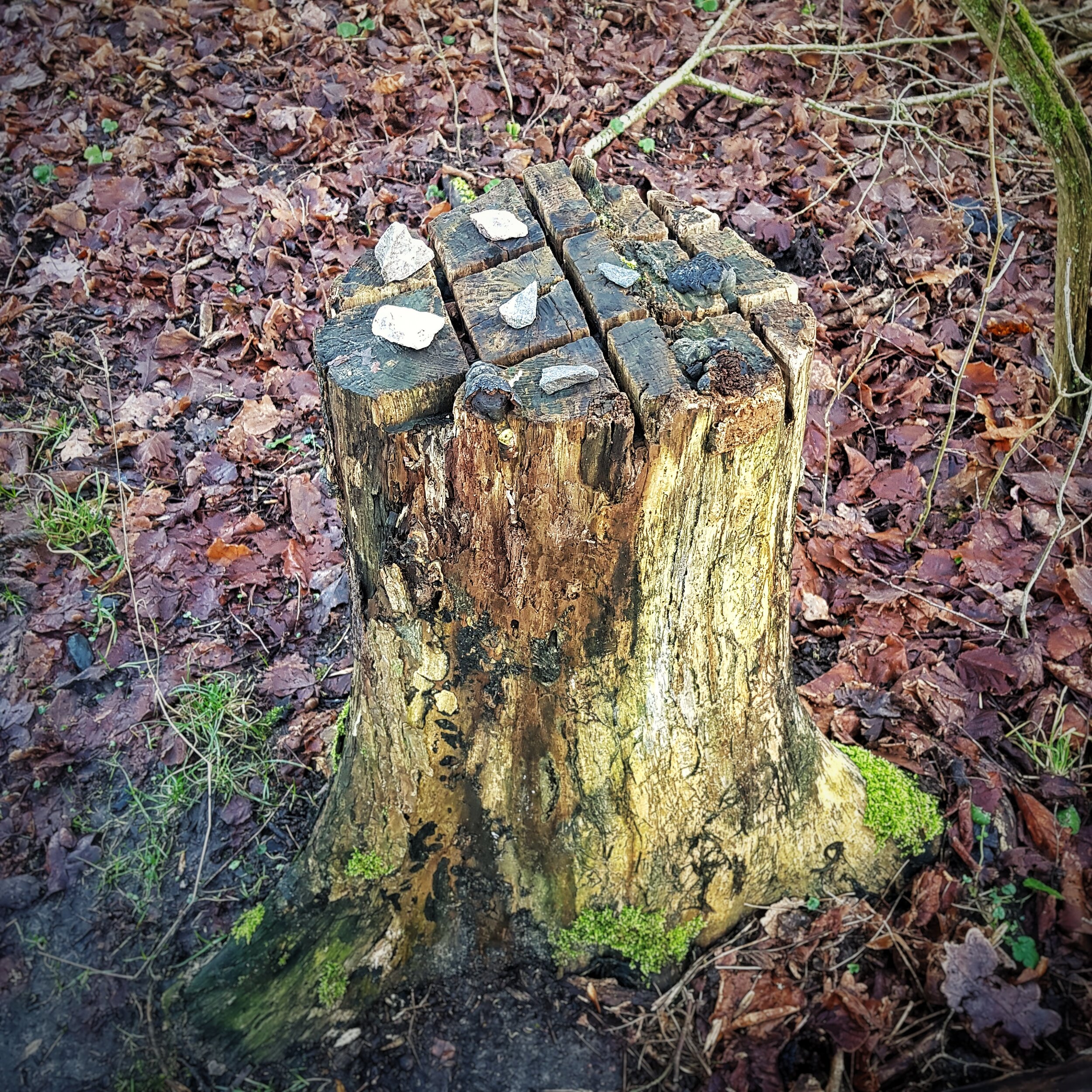 Day 18 - January 18: Tic-tac-toe in the woods