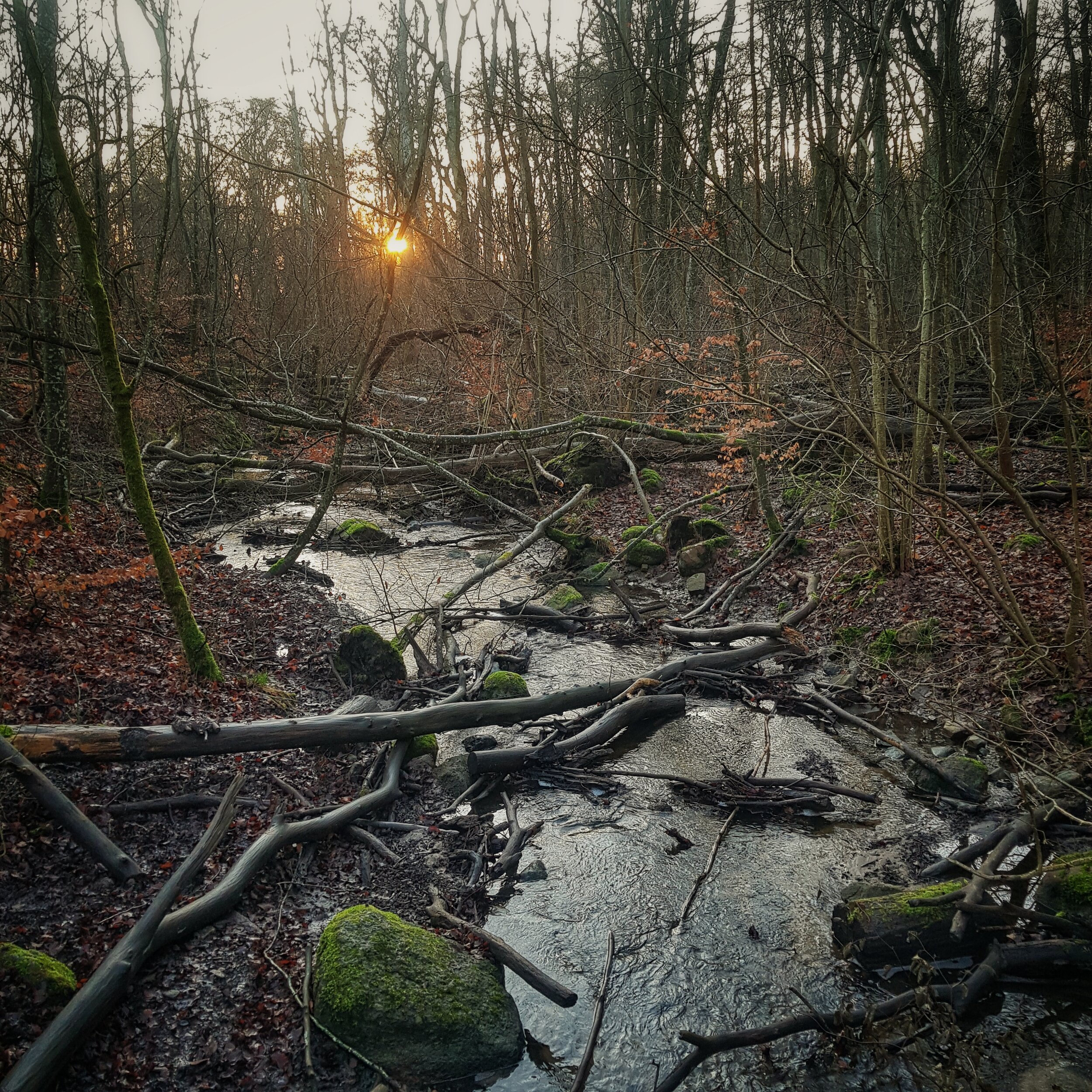 Day 17 - January 17: Last light of the day