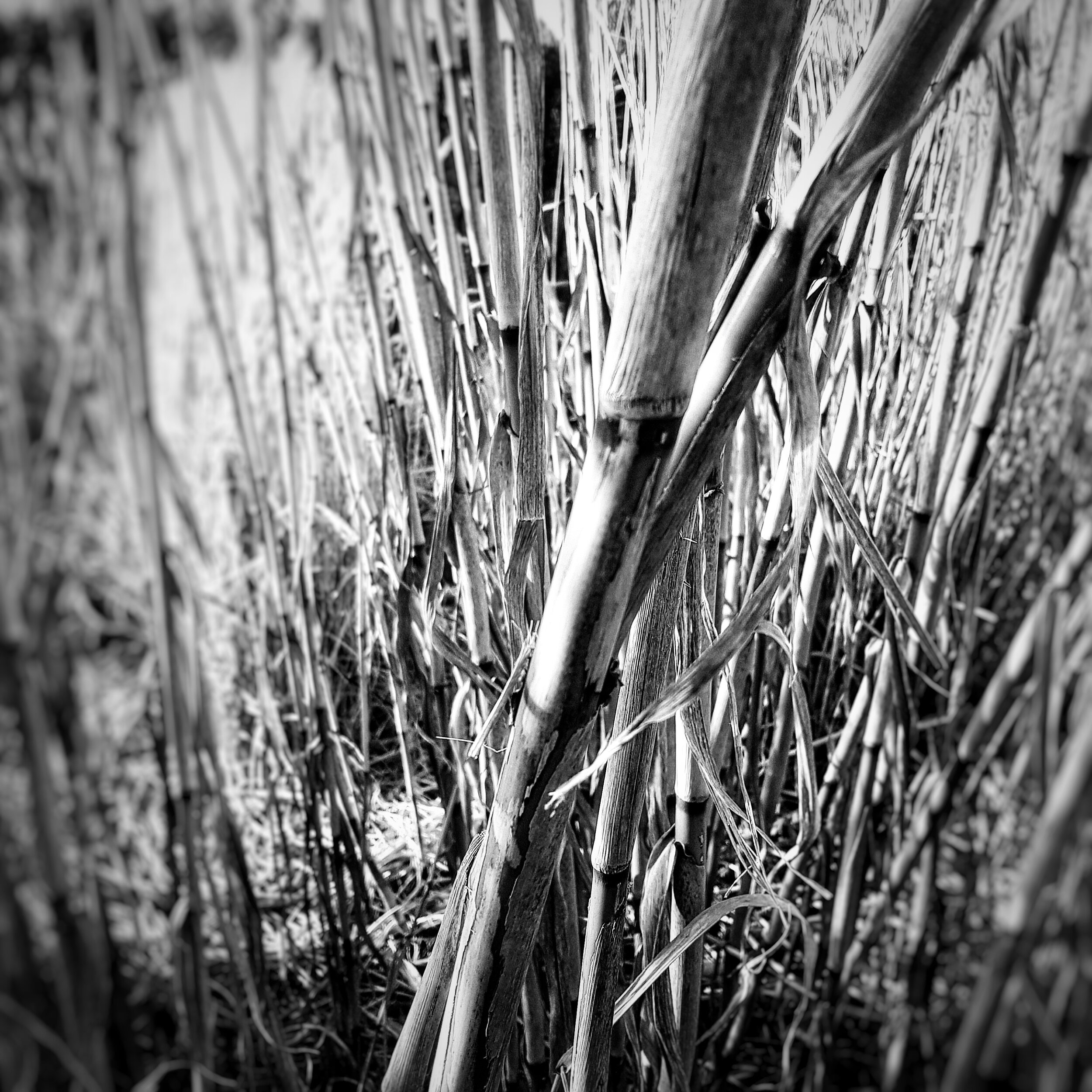 Day 61 - March 1: Bamboo