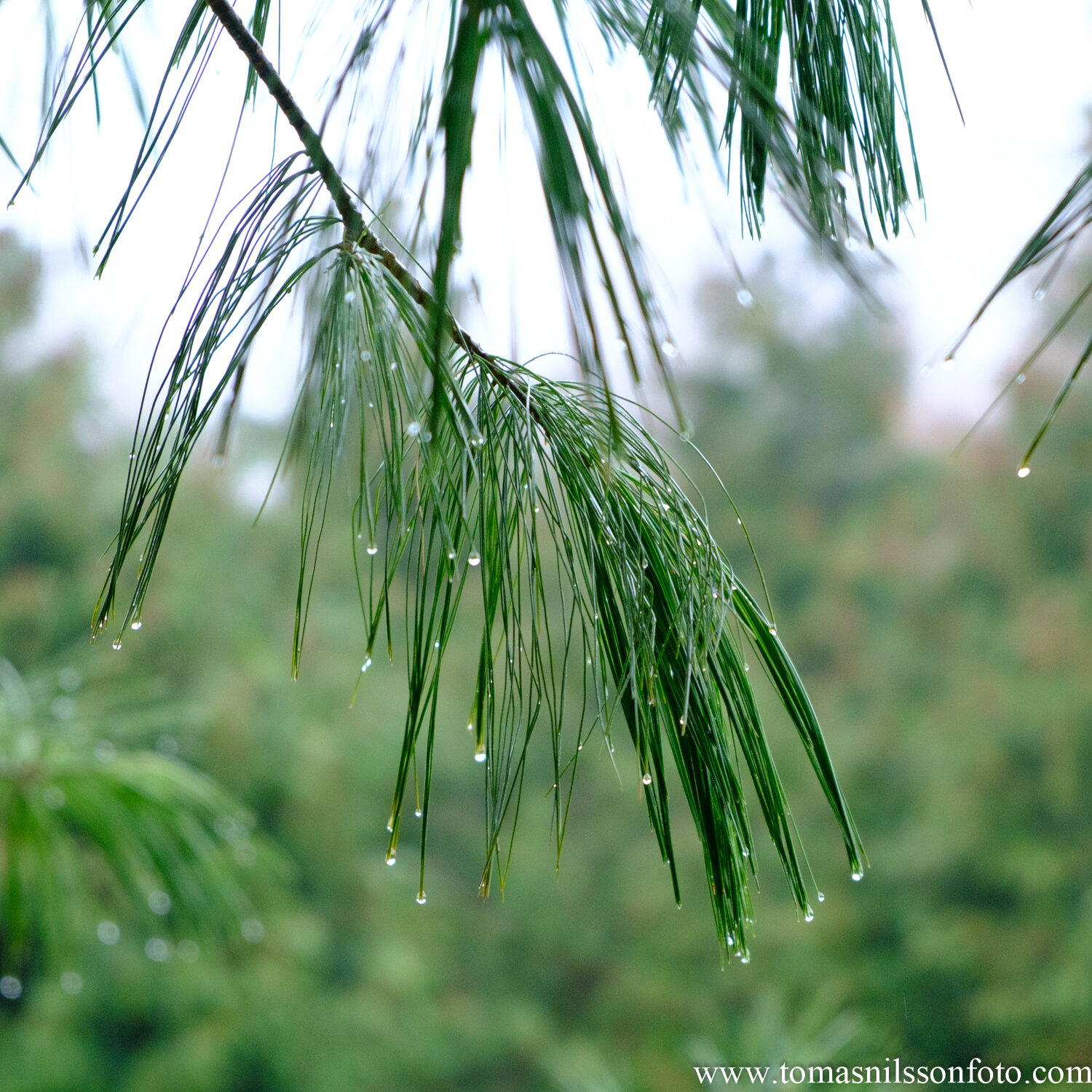 Day 23 - January 23: Dripping wet