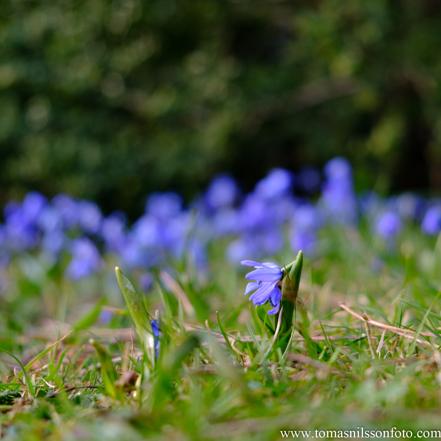 Day 60 - February 29: Little Blue