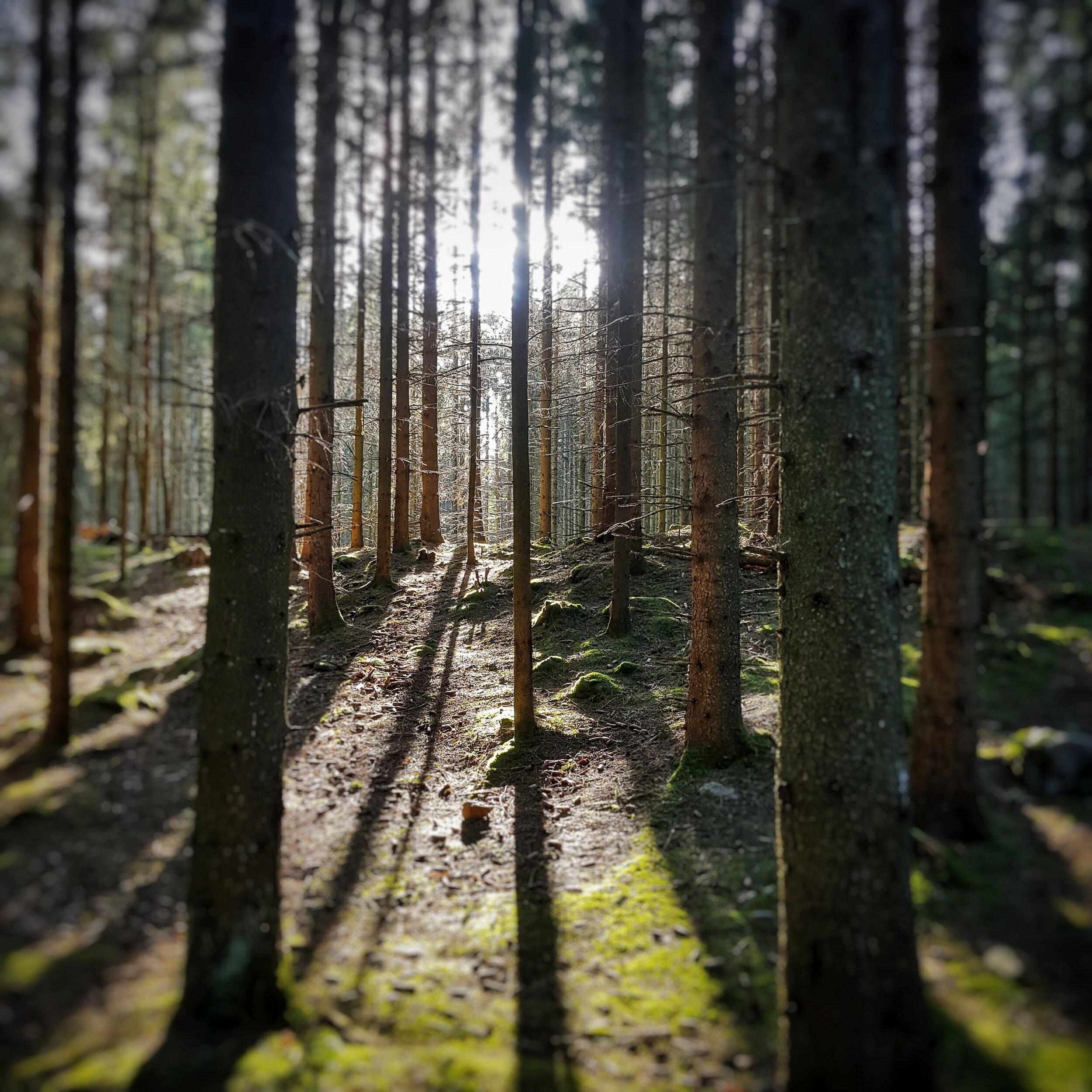 Day 83 - March 23: Rays of Light