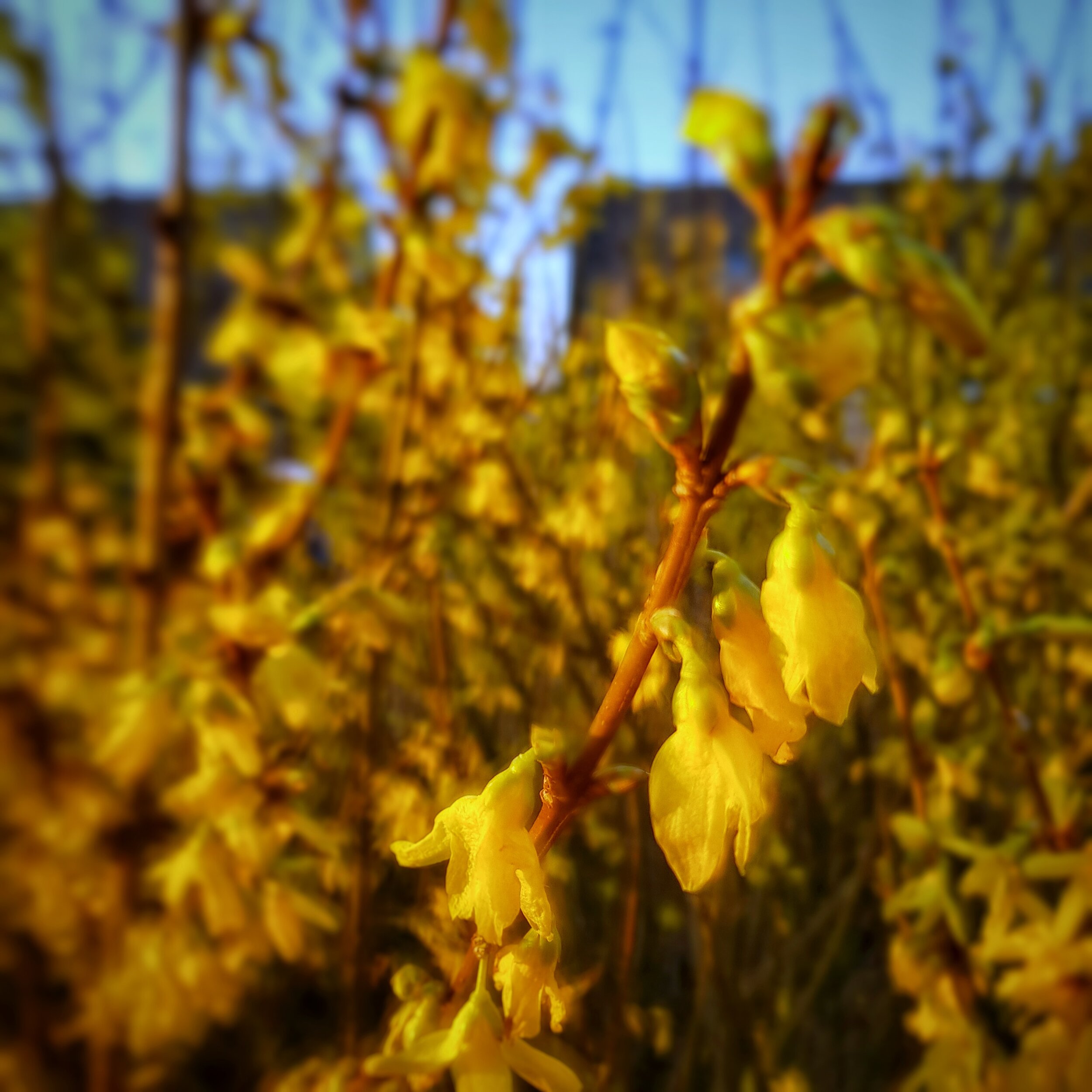 Day 87 - March 27: Forsythia at dawn