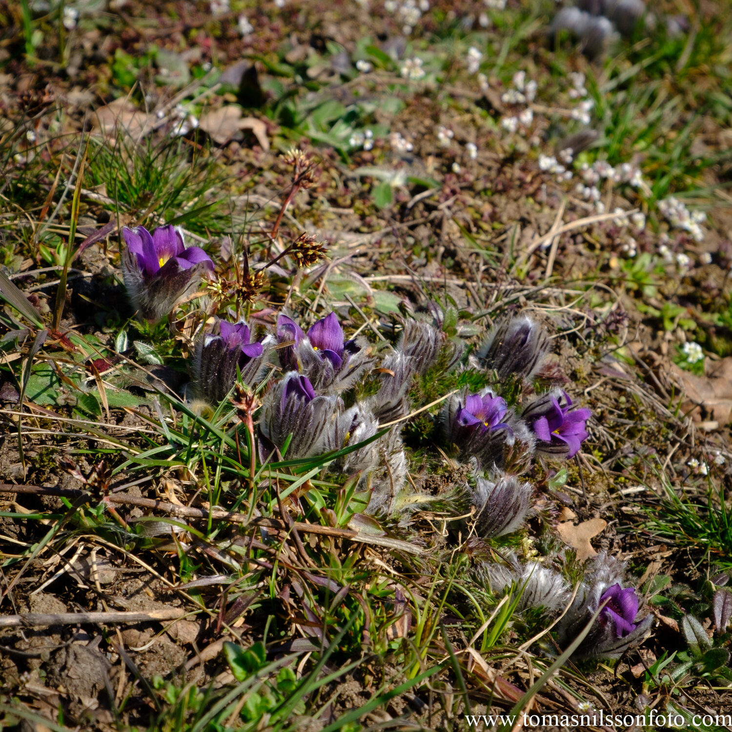 Day 91 - March 31: Little Flowers