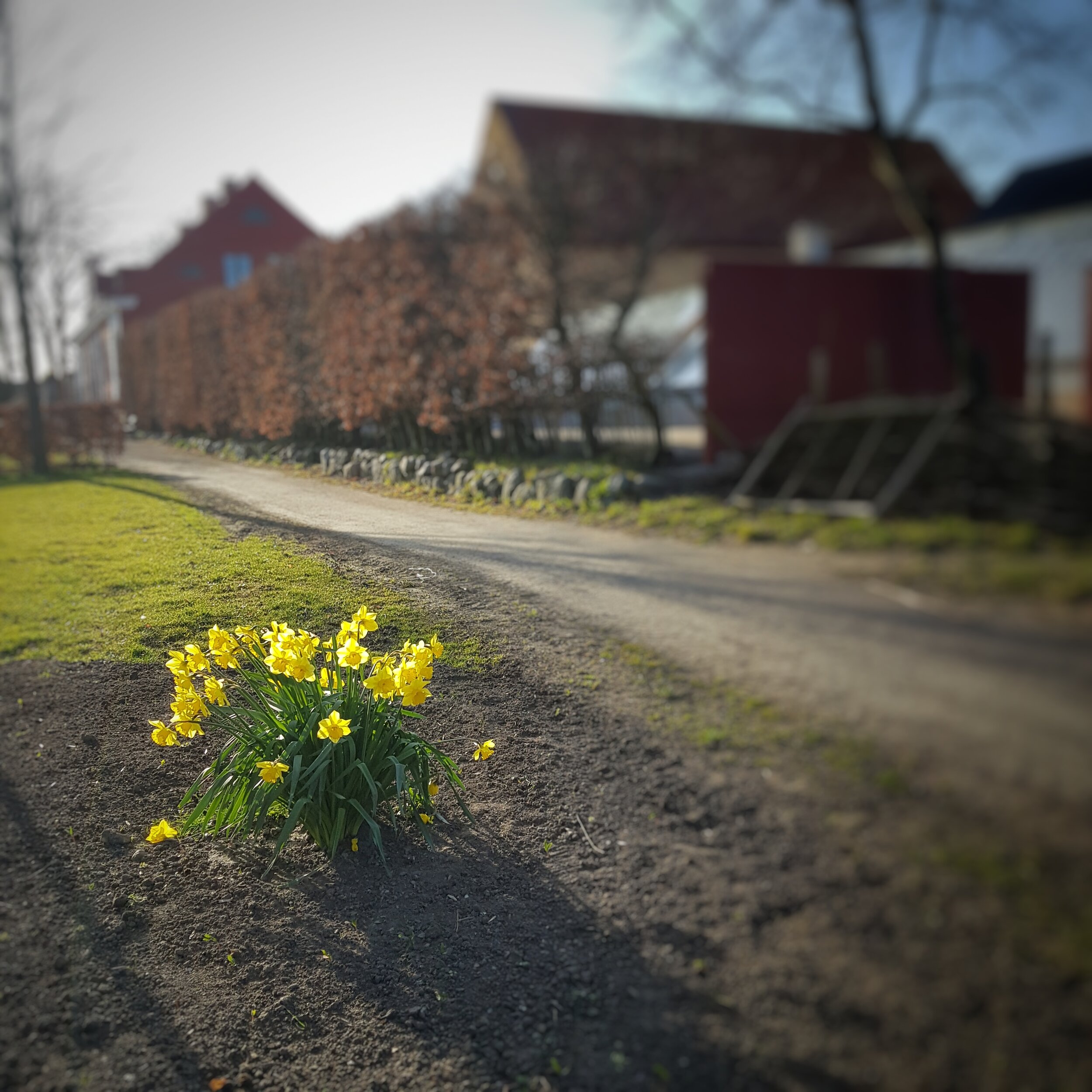 Day 98 - April 7: Daffodils