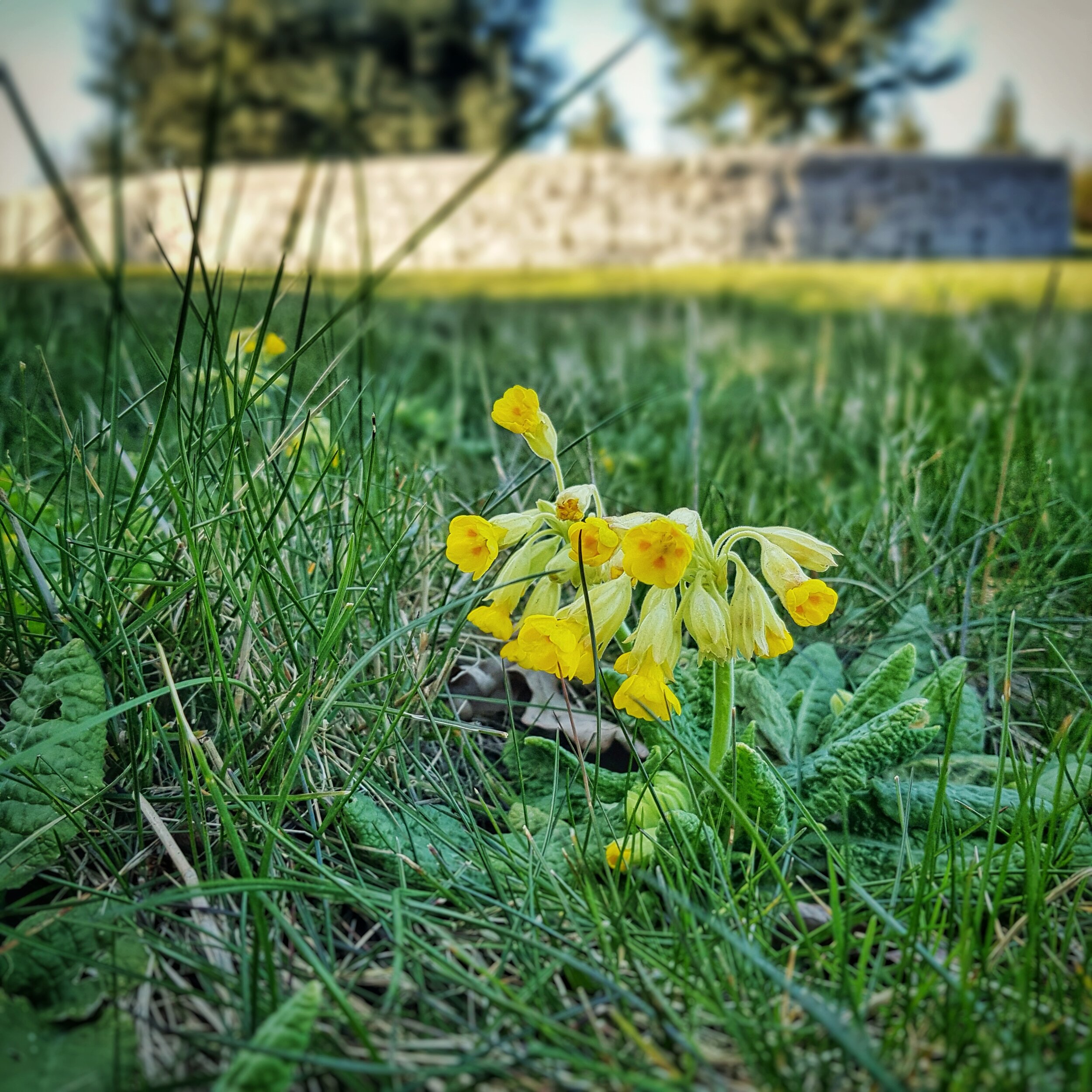 Day 99 - April 8: A Primrose Moment