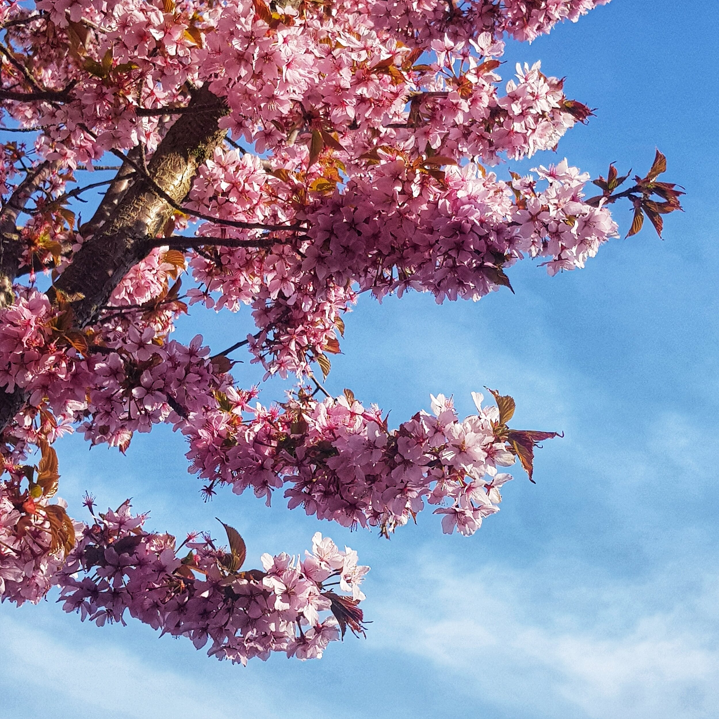 Day 104 - April 13: Under the cherry blossoms