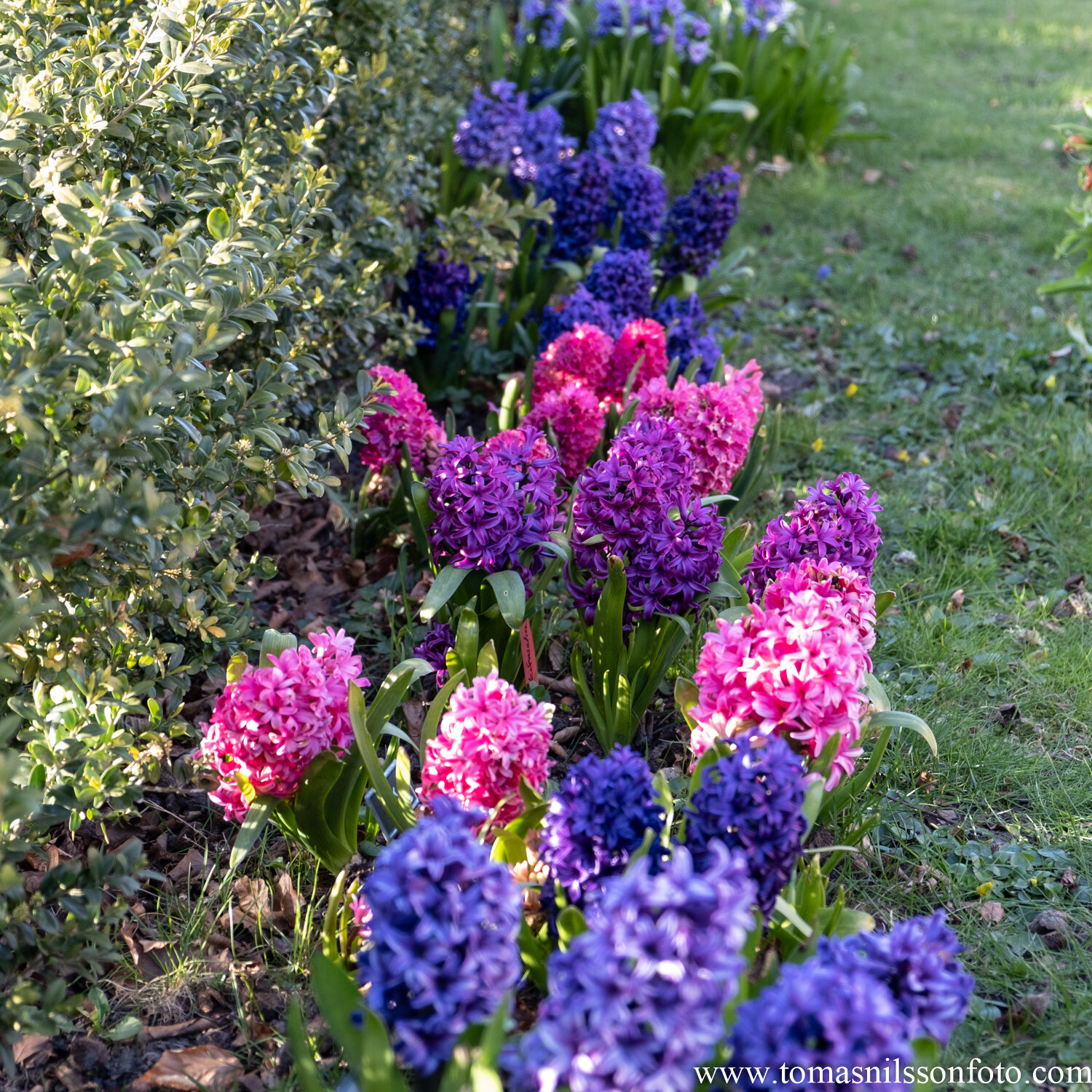 Day 108 - April 17: Hyacinths