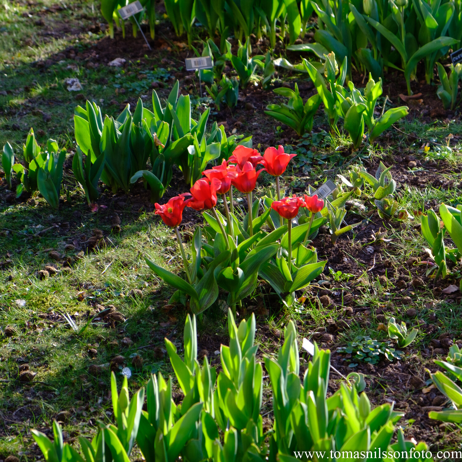 Day 109 - April 18: Tulips