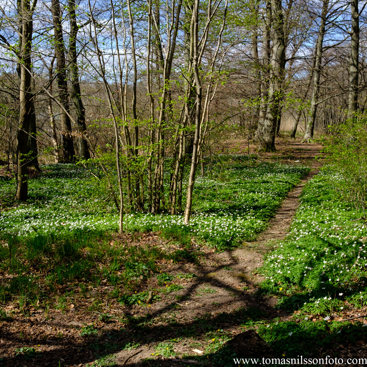 Day 112 - April 21: Spring Greens