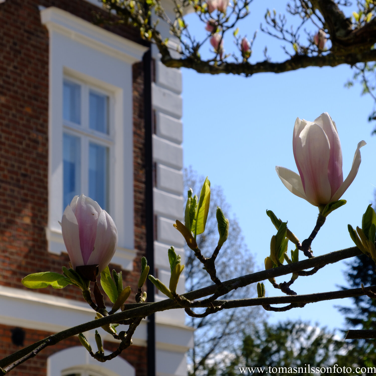 Day 117 - April 26: Magnolias
