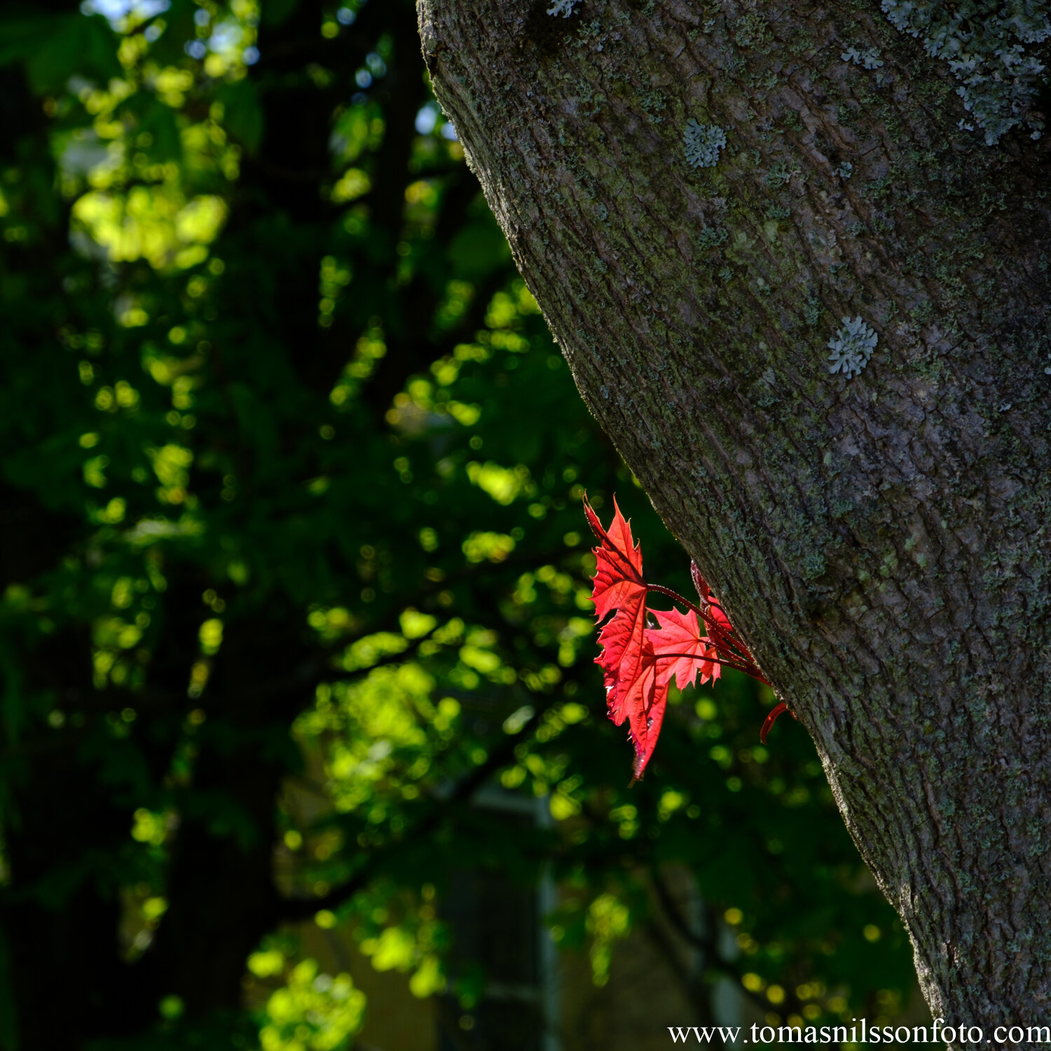 Day 124 - May 3: Little Red